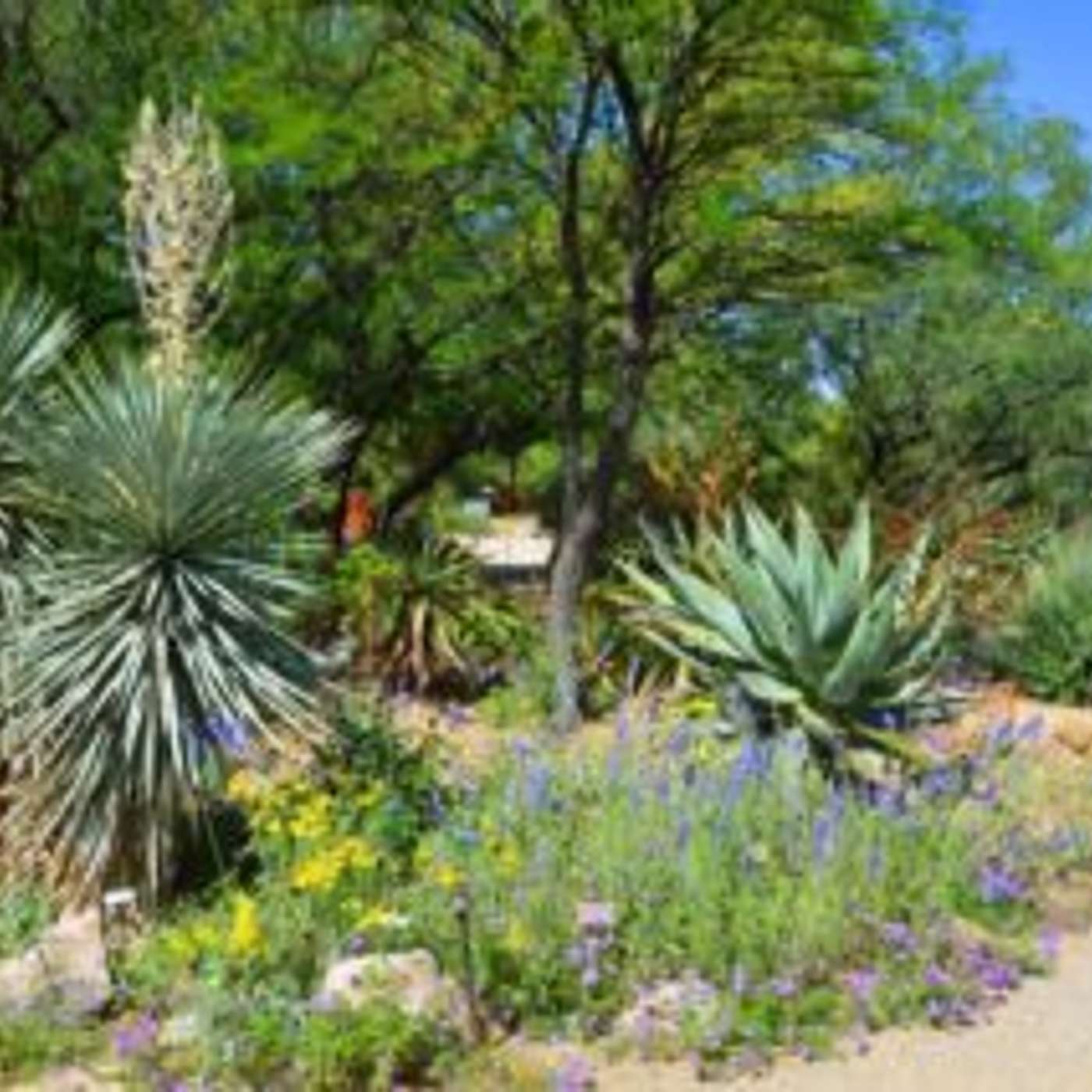 Queen Creek Water Conservation Incentives episode artwork