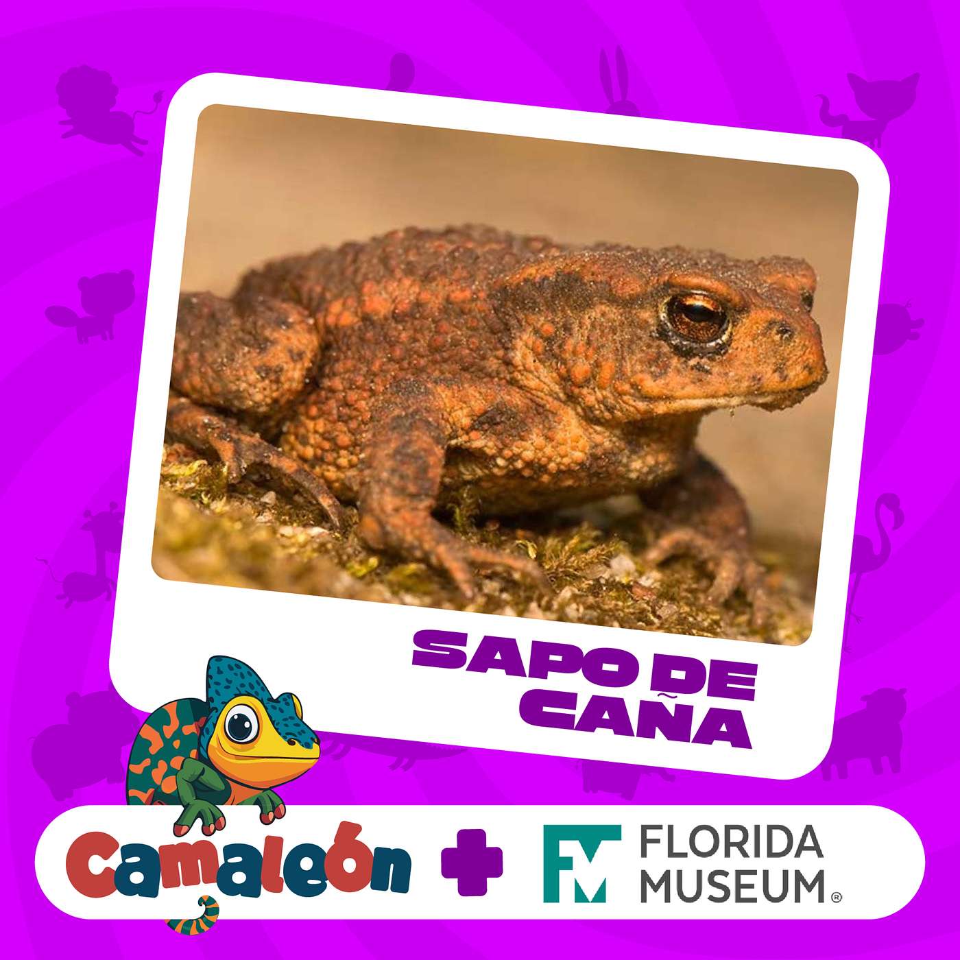 Sapo de caña: El gigante invasor y el hongo letal episode artwork