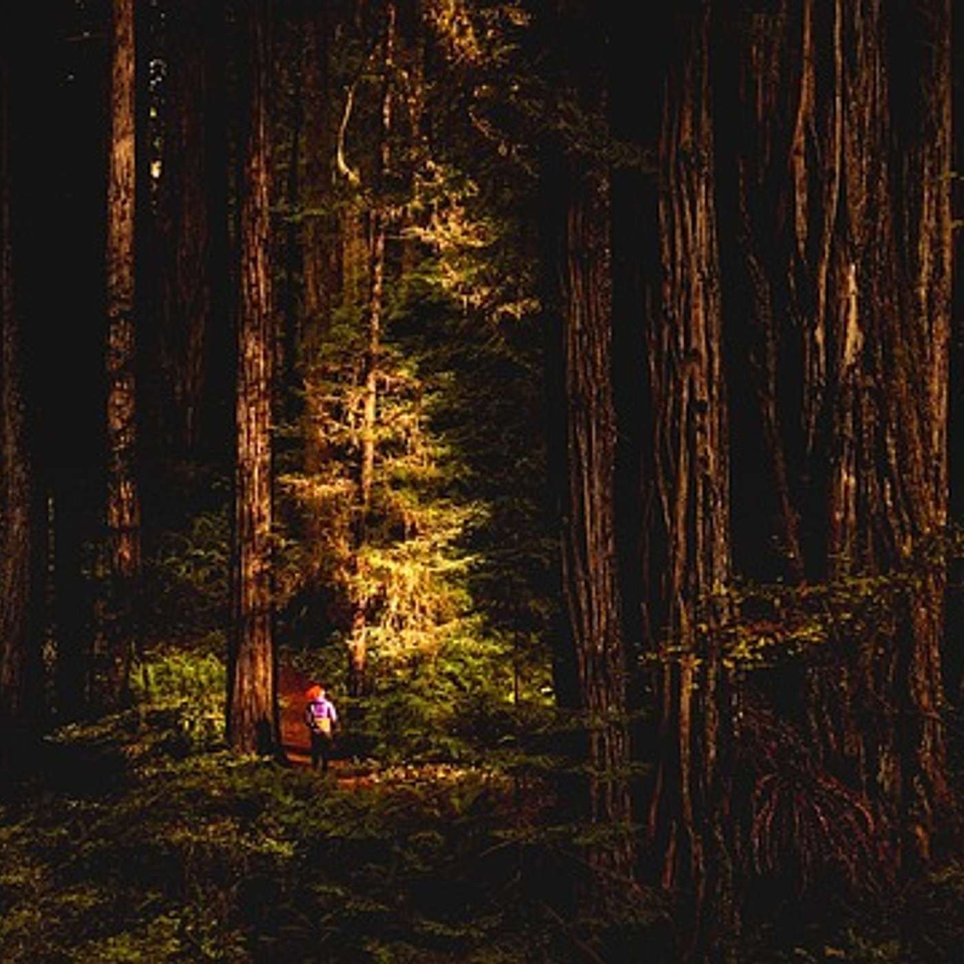 Dark Green Religion: Nature Spirituality and The Planetary Future