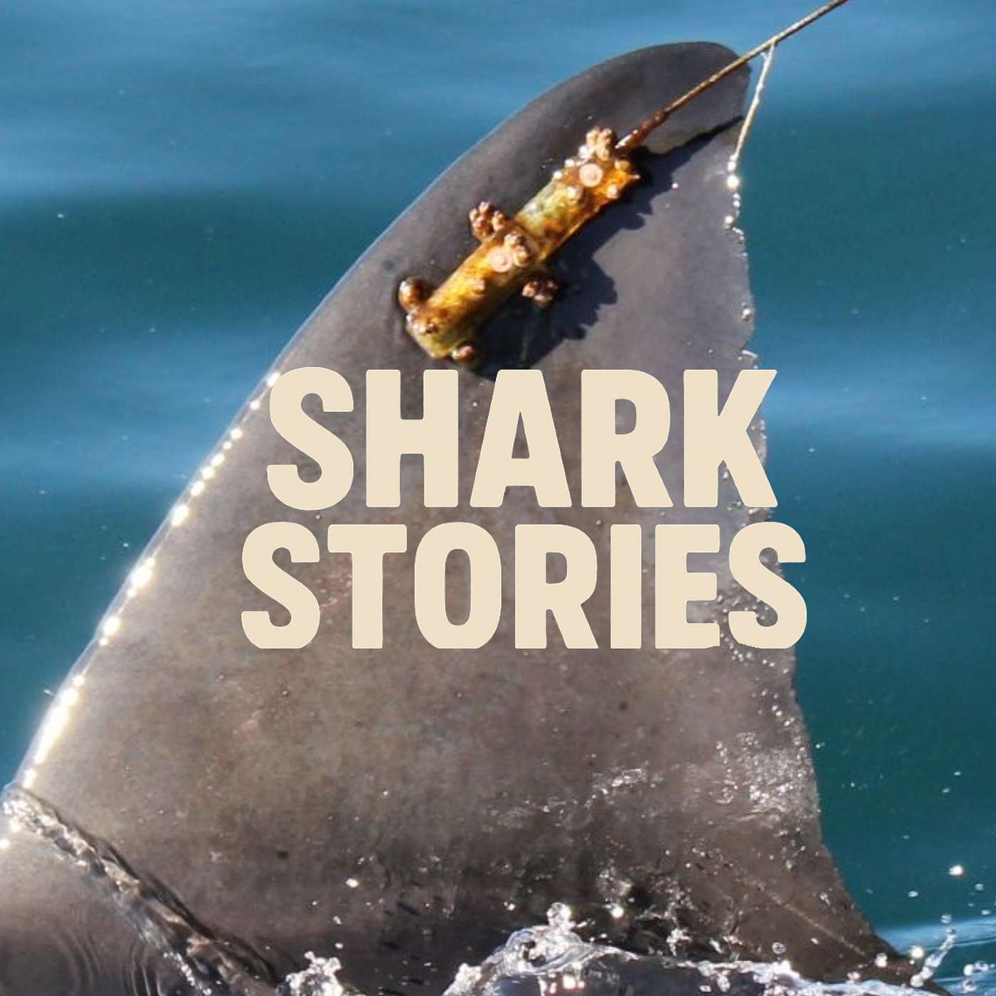 Shark Stories