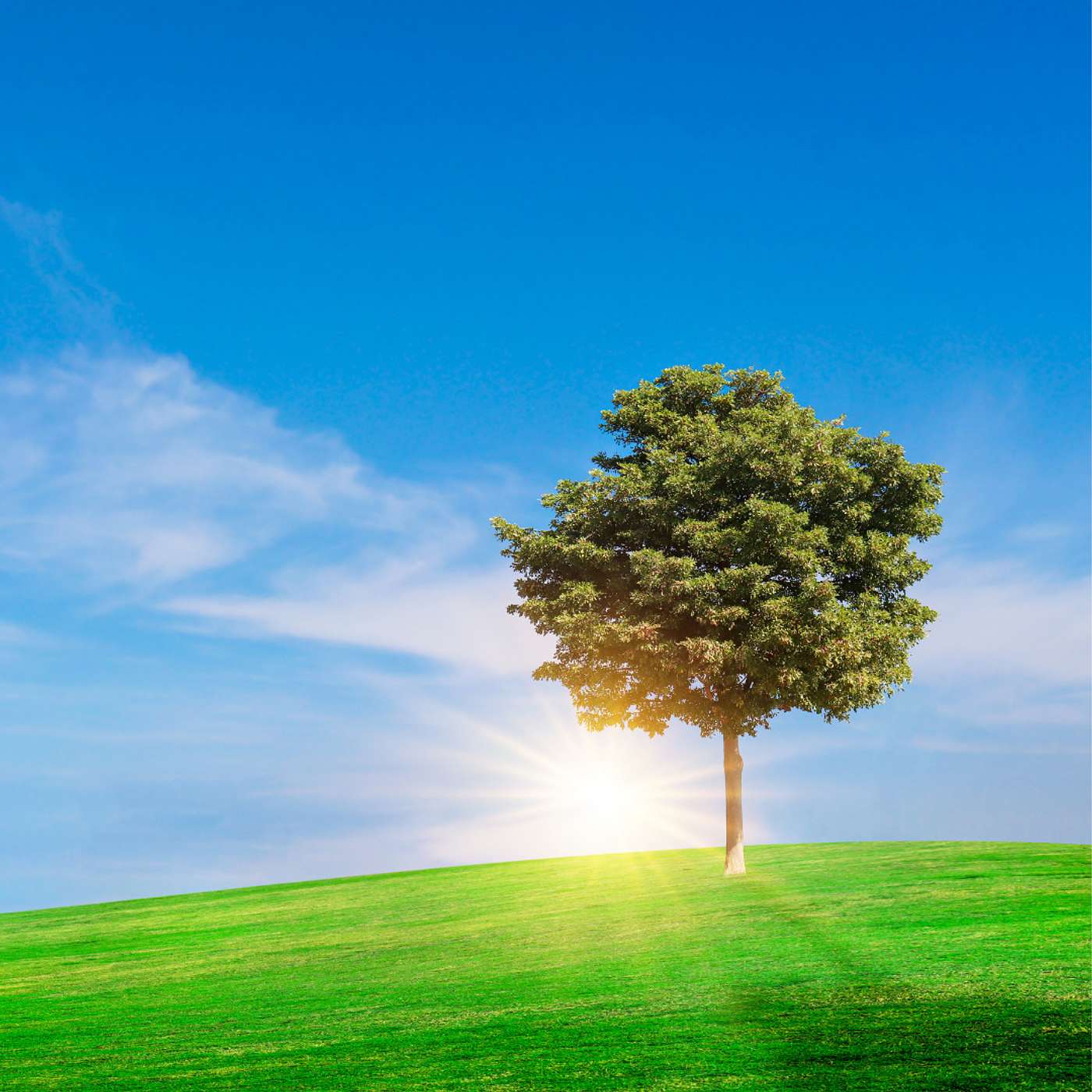Morning Meditation: Finding Ease in the Everyday