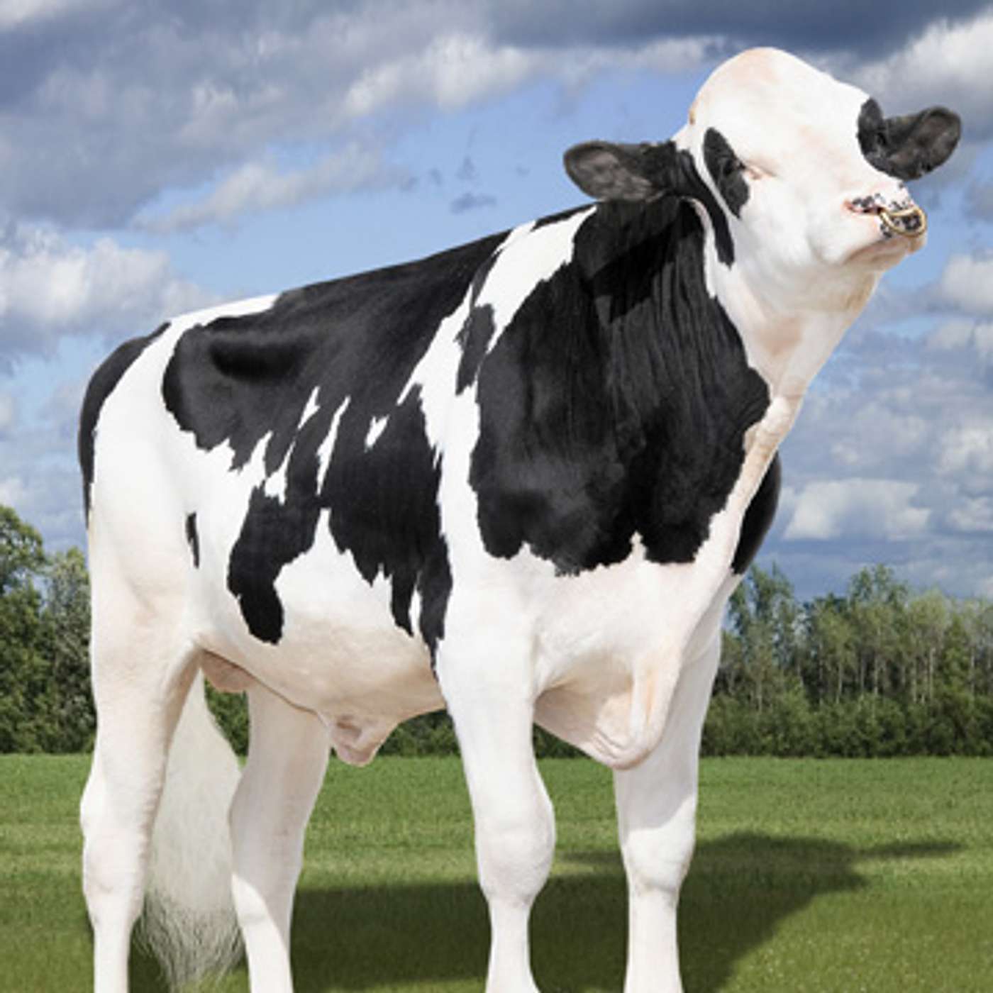DairyVoice Podcast