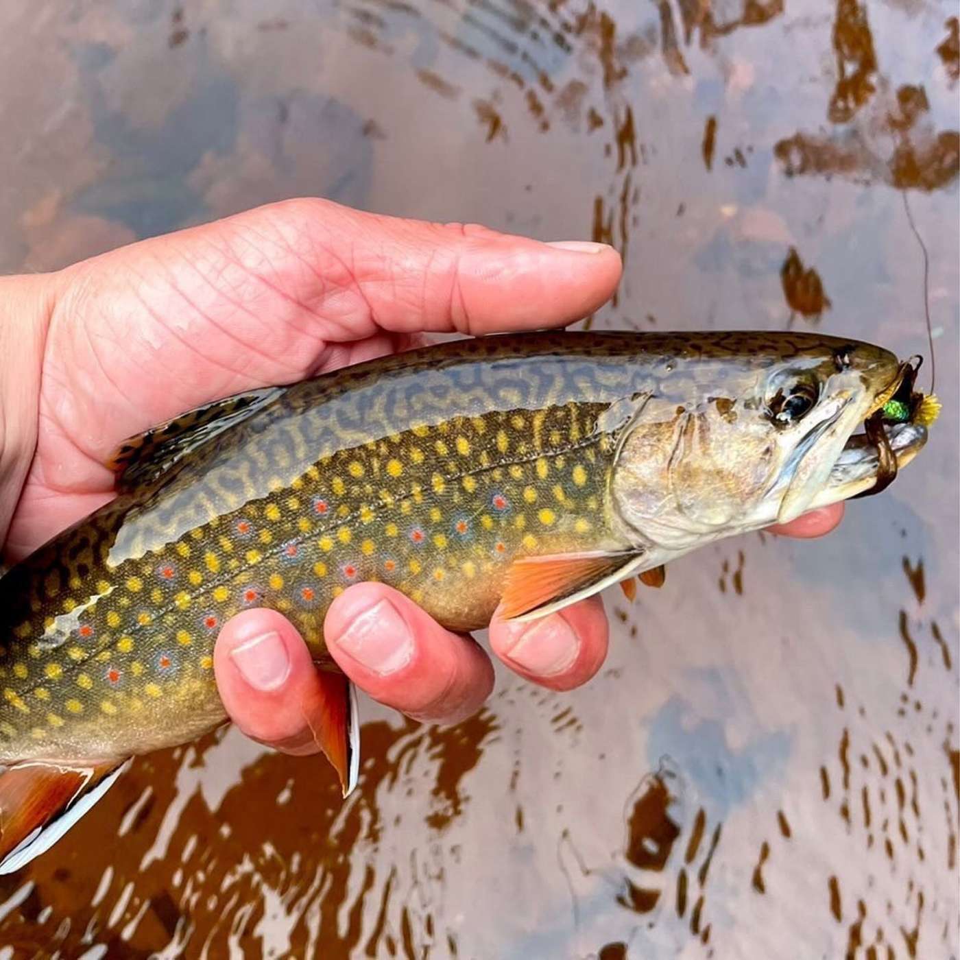 Dead Drifters Society: A fly fishing podcast