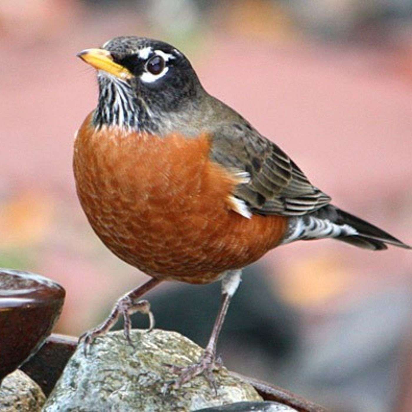 Consider the Birds: Pet Sunday 2016