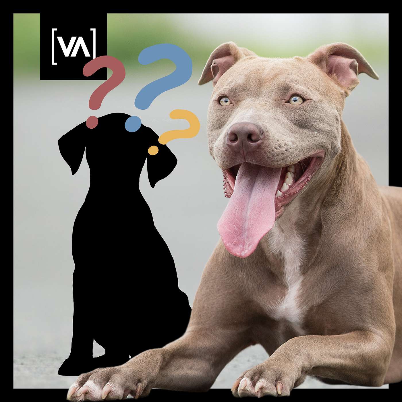 Neuer Hund nach Vito? Unsere ehrliche Entscheidung - Episode 9