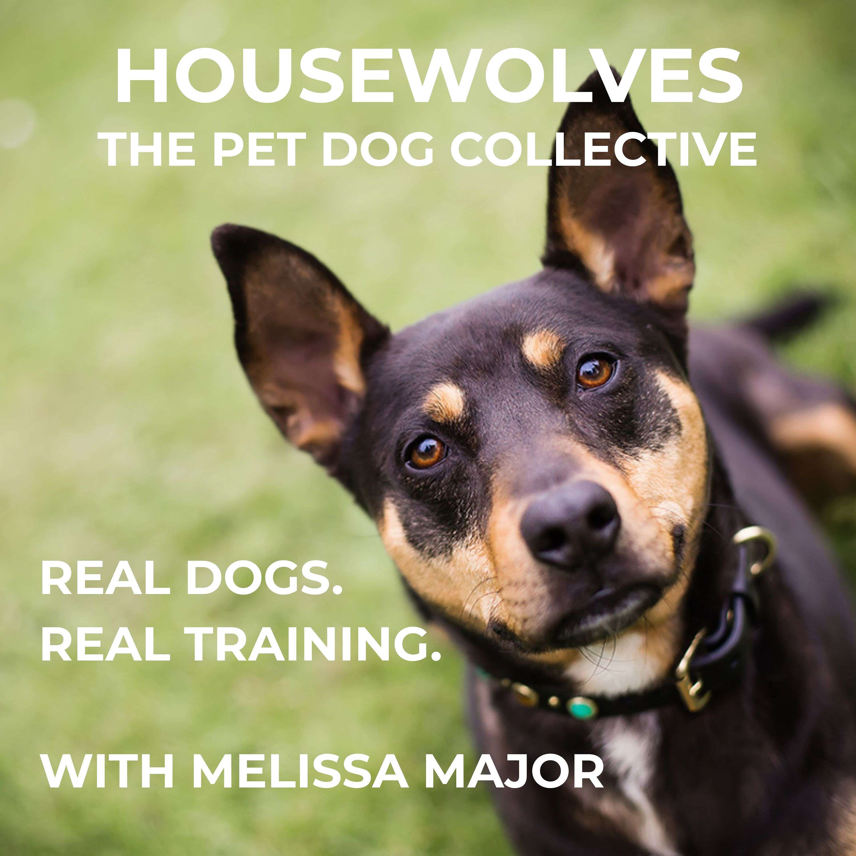 Housewolves: The Pet Dog Collective