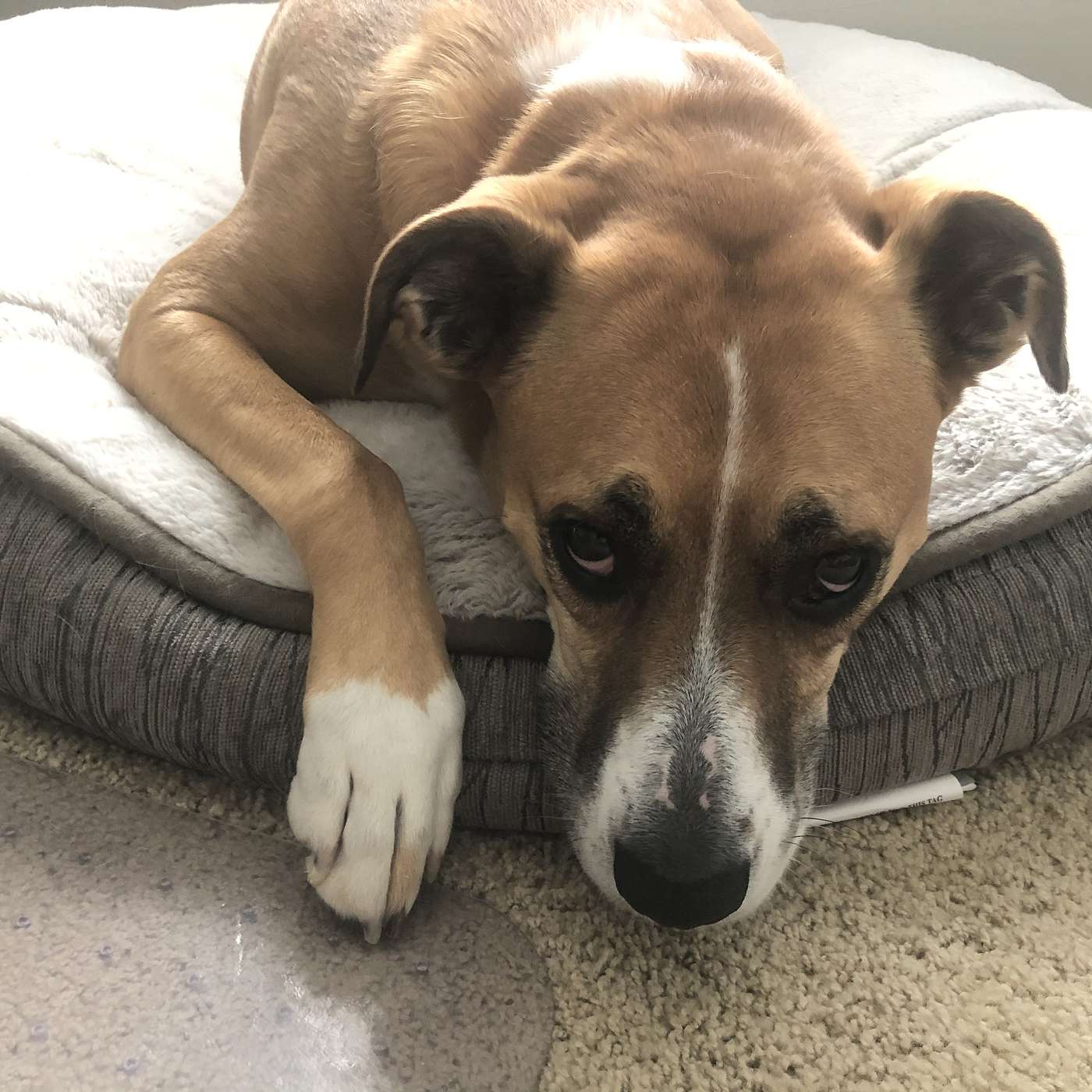 The Dirobi Health Show