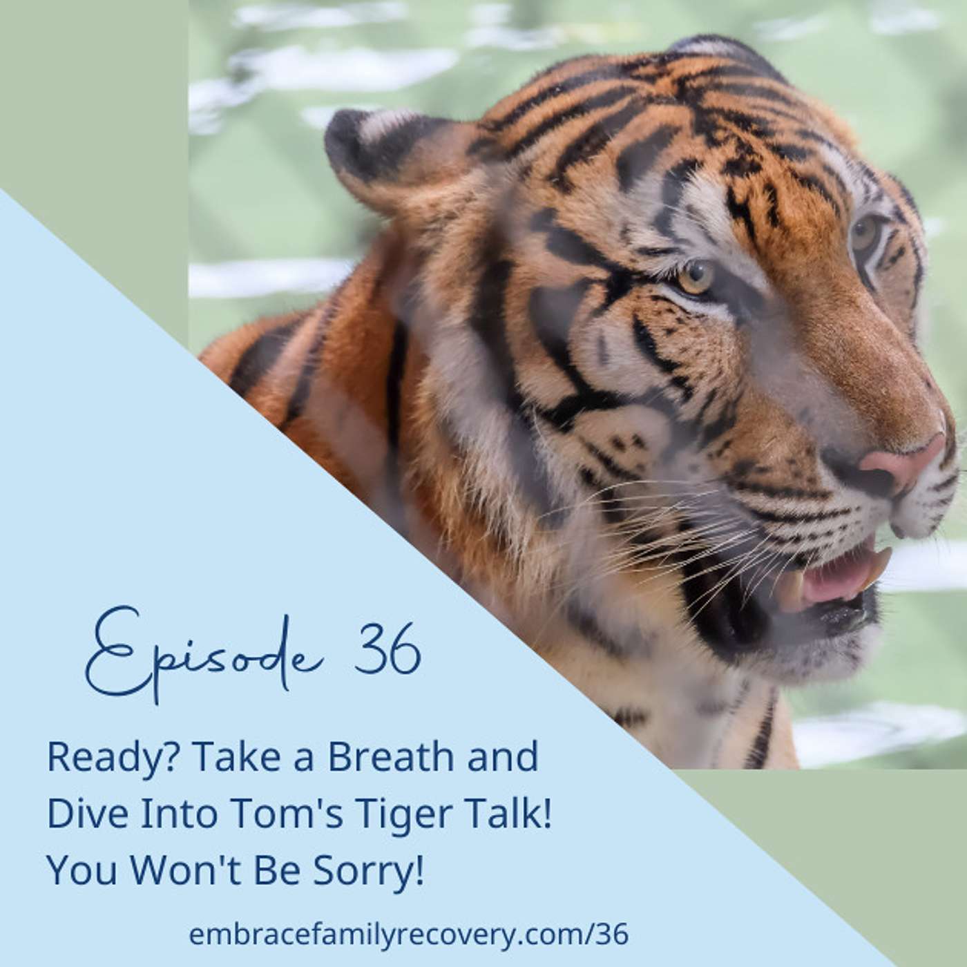 Ready? Take a Breath and Dive Into Tom's Tiger Talk! You Won't Be Sorry!