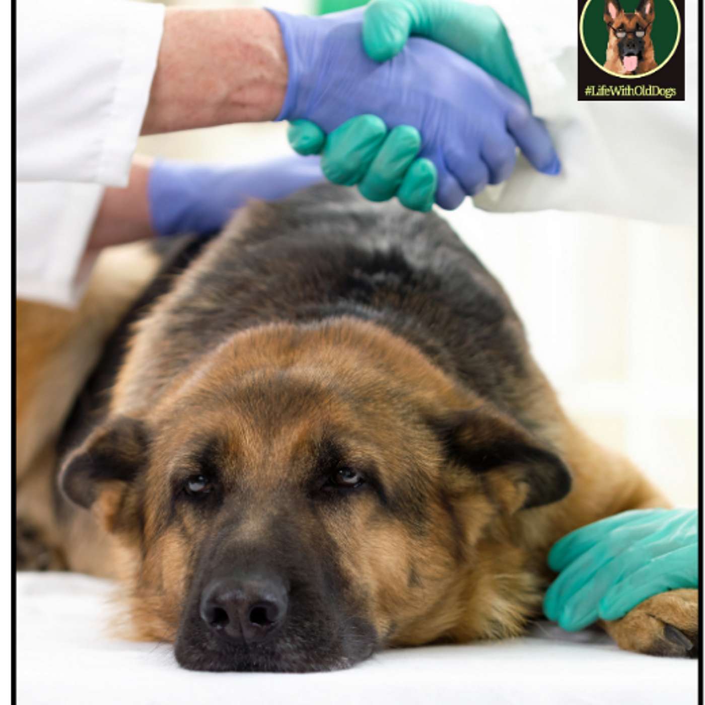 #Lifewitholddogs Podcast