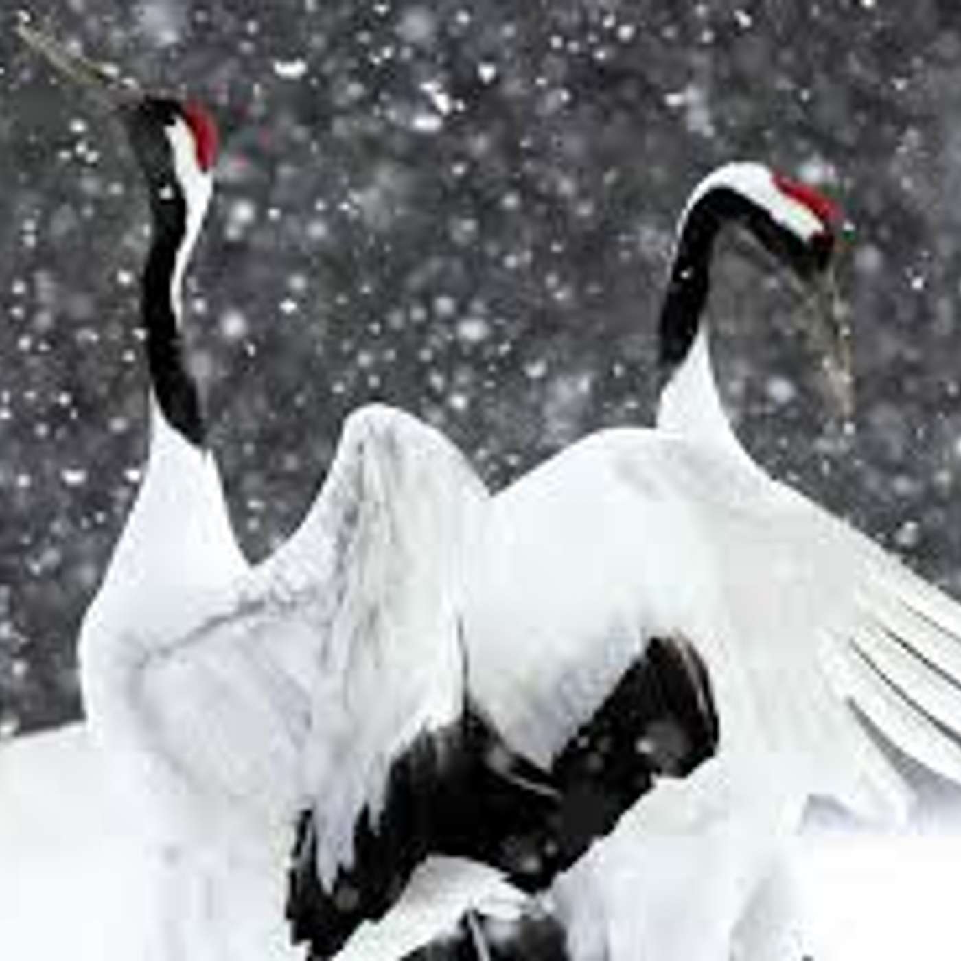 La danza delle gru Eleganti e grandi volatrici di Lucia Orlandi La danza delle gru Eleganti e grandi volatrici di Lucia Orlandi