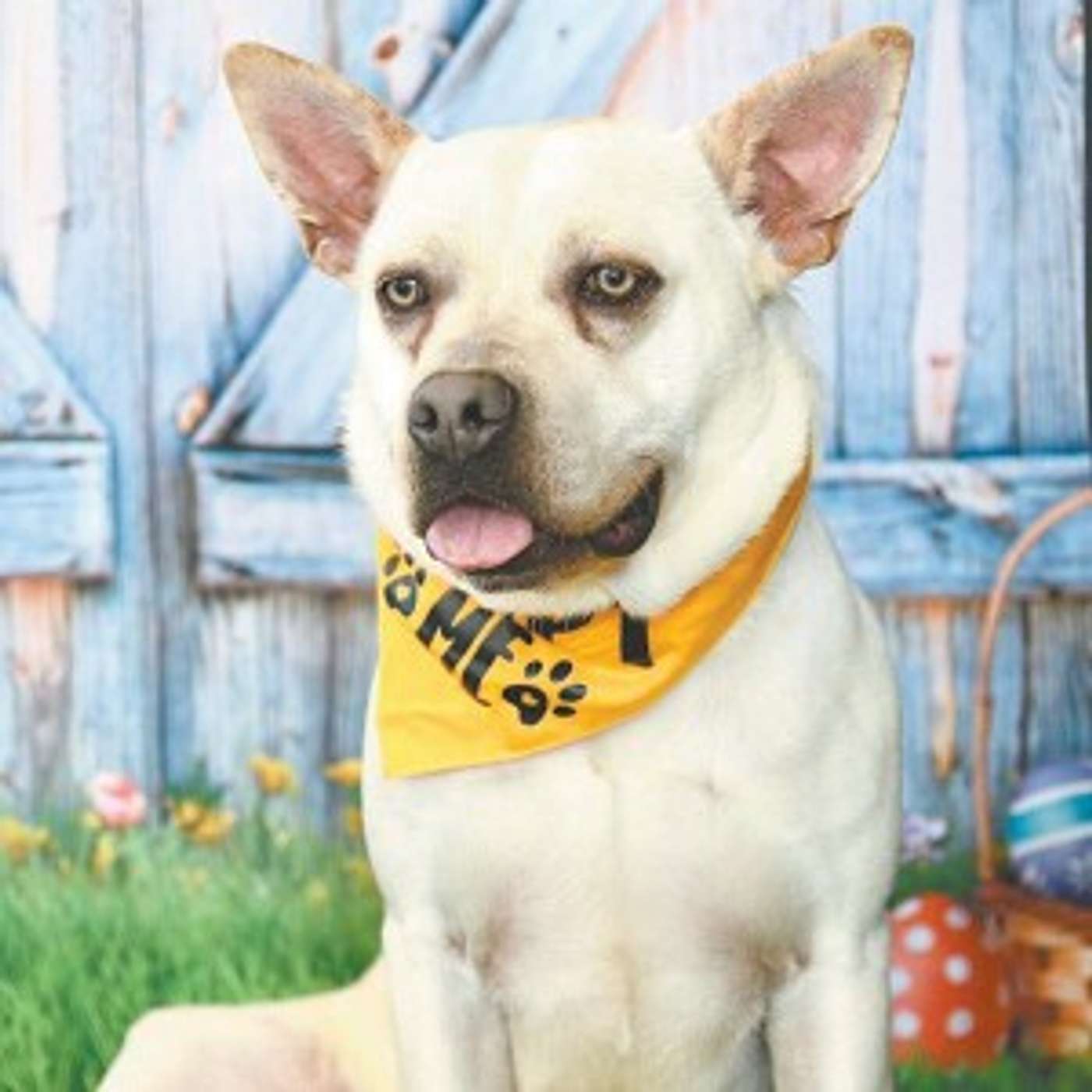 Meet Yeti -- he's ready for adoption episode artwork