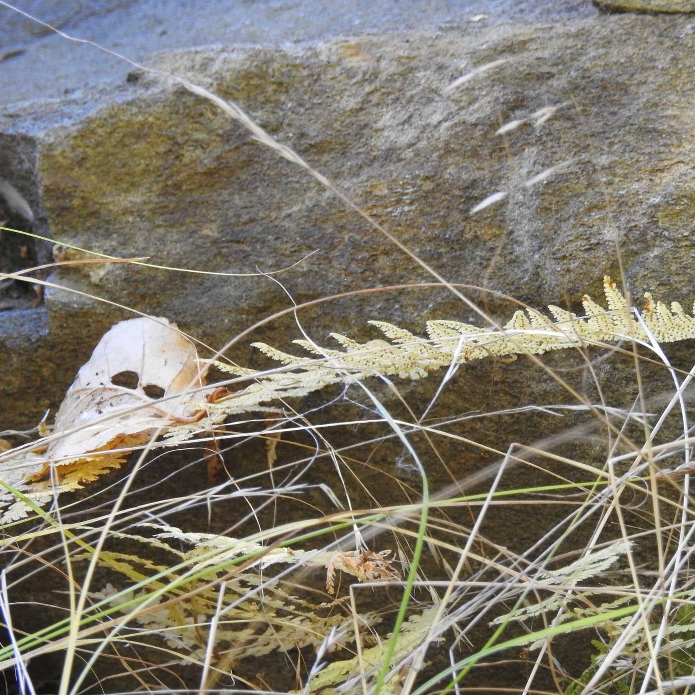 GHOST IN THE LEAVES
