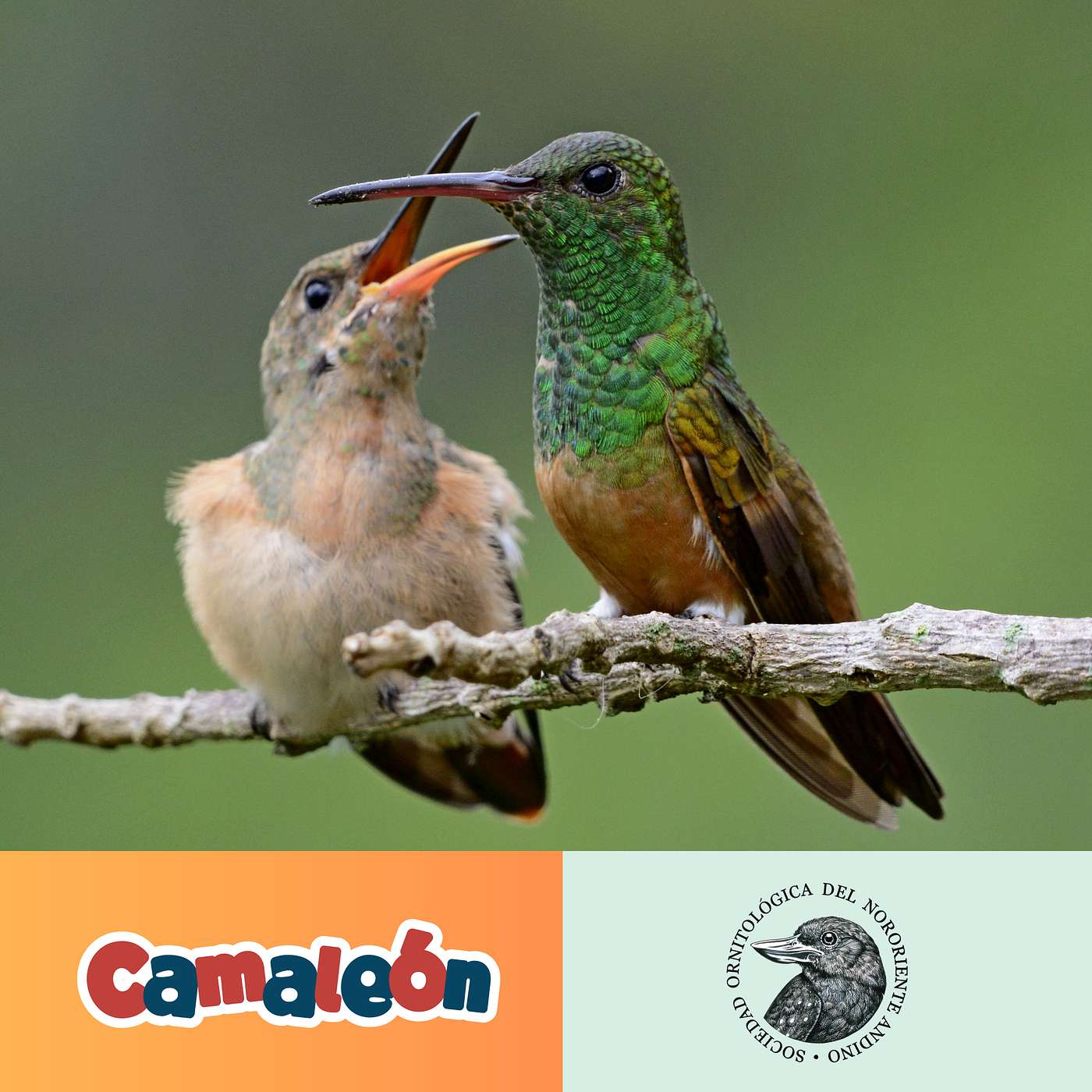 Los Colibrís de Chicamocha: ¿Cómo vuelan hacia atrás? 🤓 episode artwork