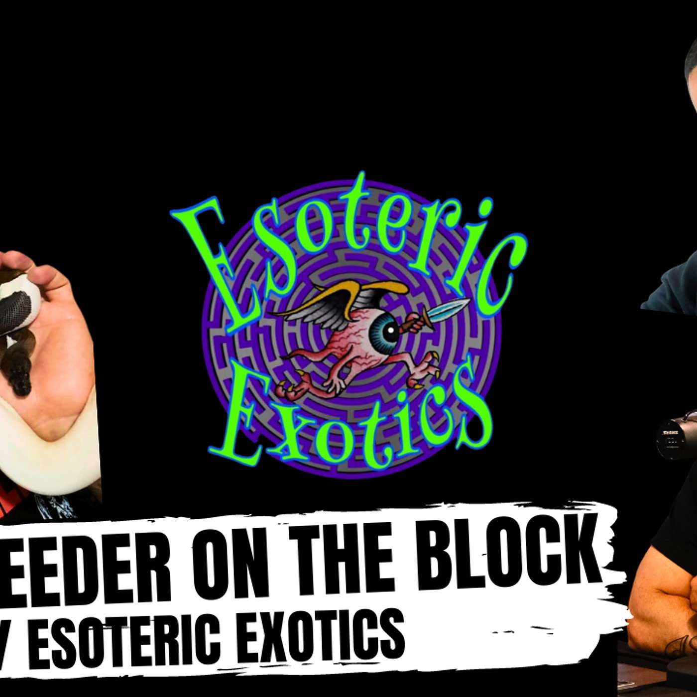 IS PIED REALLY KING OF ALL BALL PYTHON MORPHS? | NEW BREEDER ON THE BLOCK LIVE