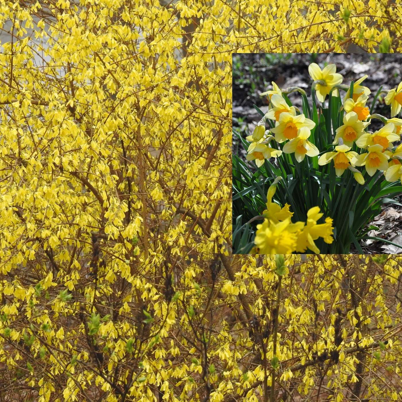 BRIGHTENING UP A CLOUDY DAY