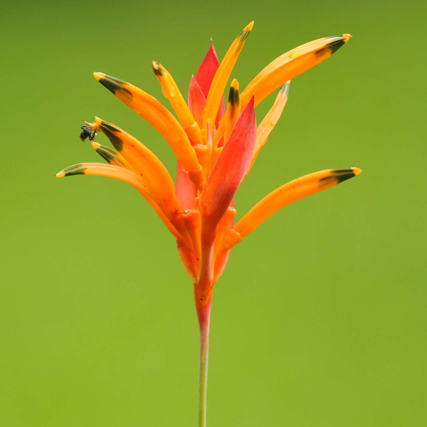 26. Plants, the unsung hero of our world