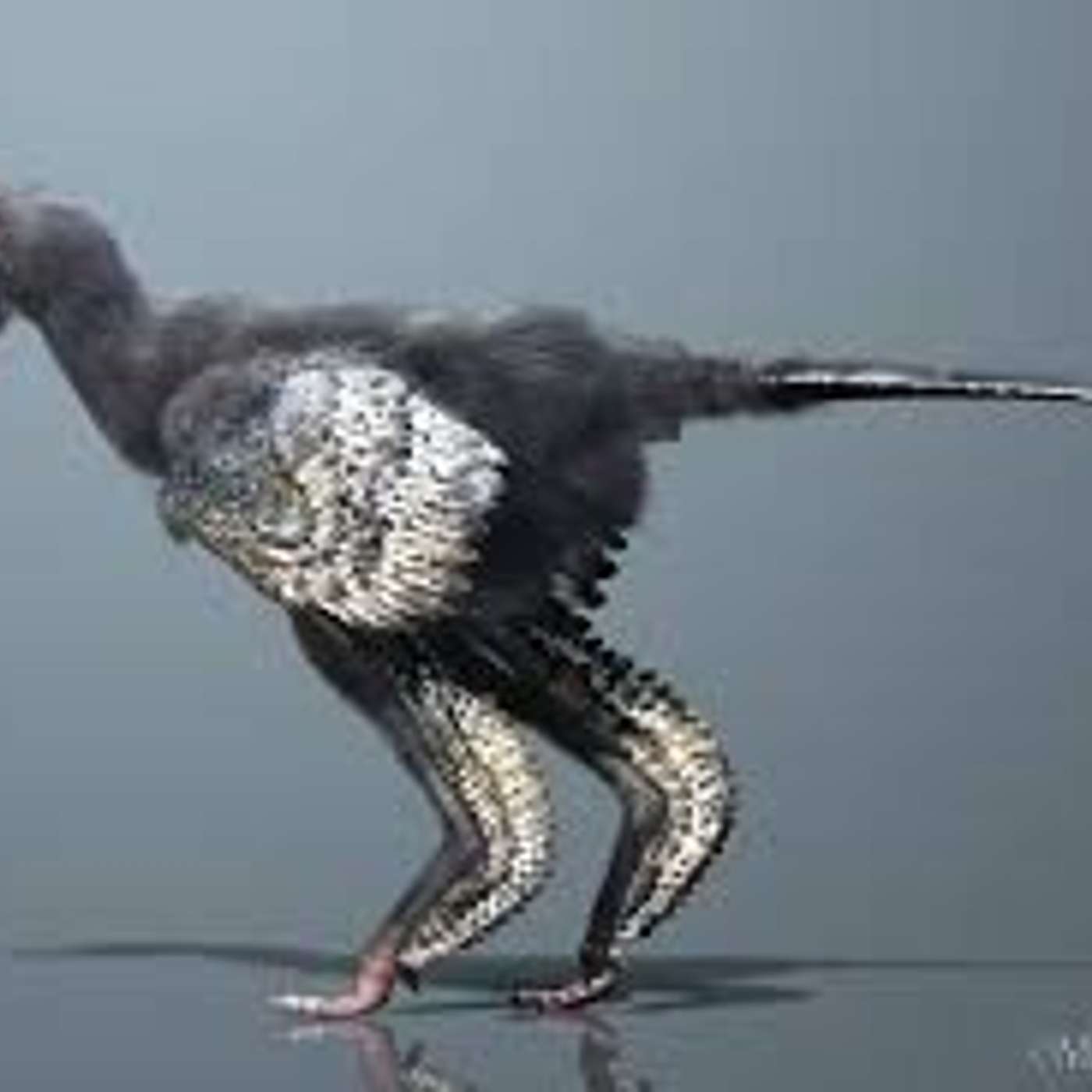 E se la nostra gallina fosse.... un dinosauro?  Archaeopteryx    di Lucia Orlandi