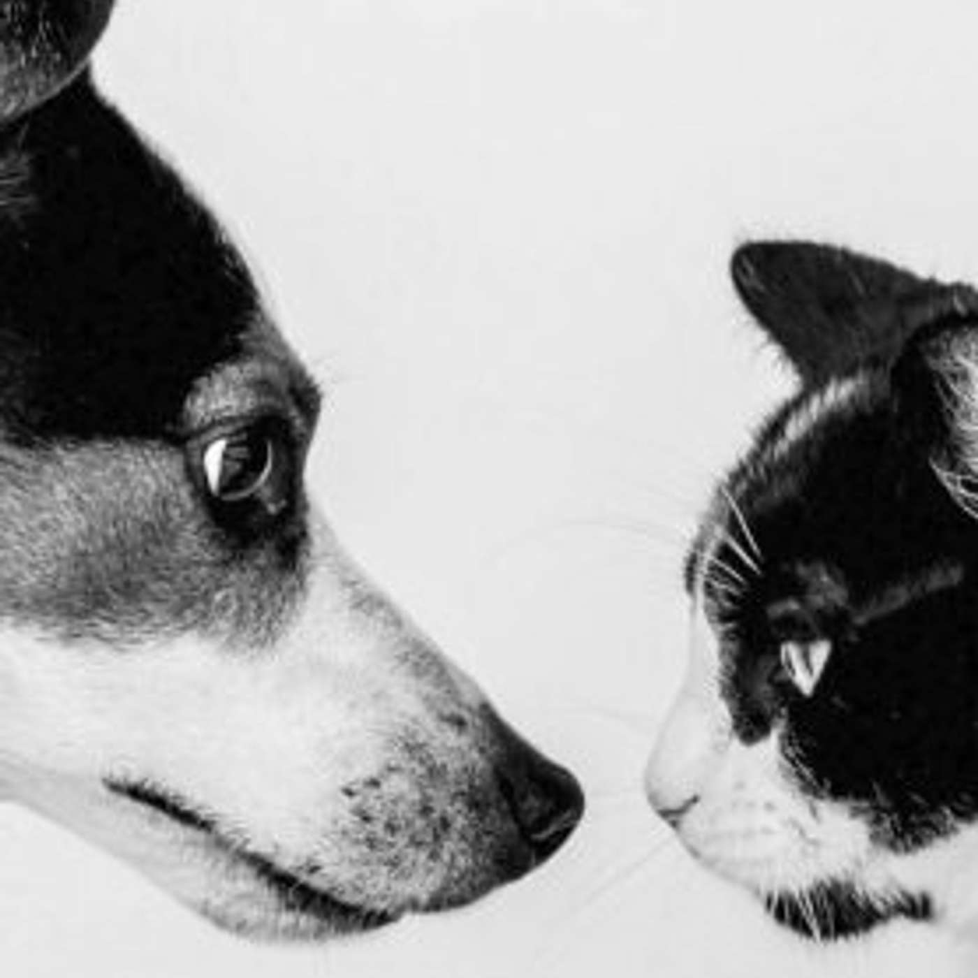 Simple steps to keep pets safe in summer episode artwork