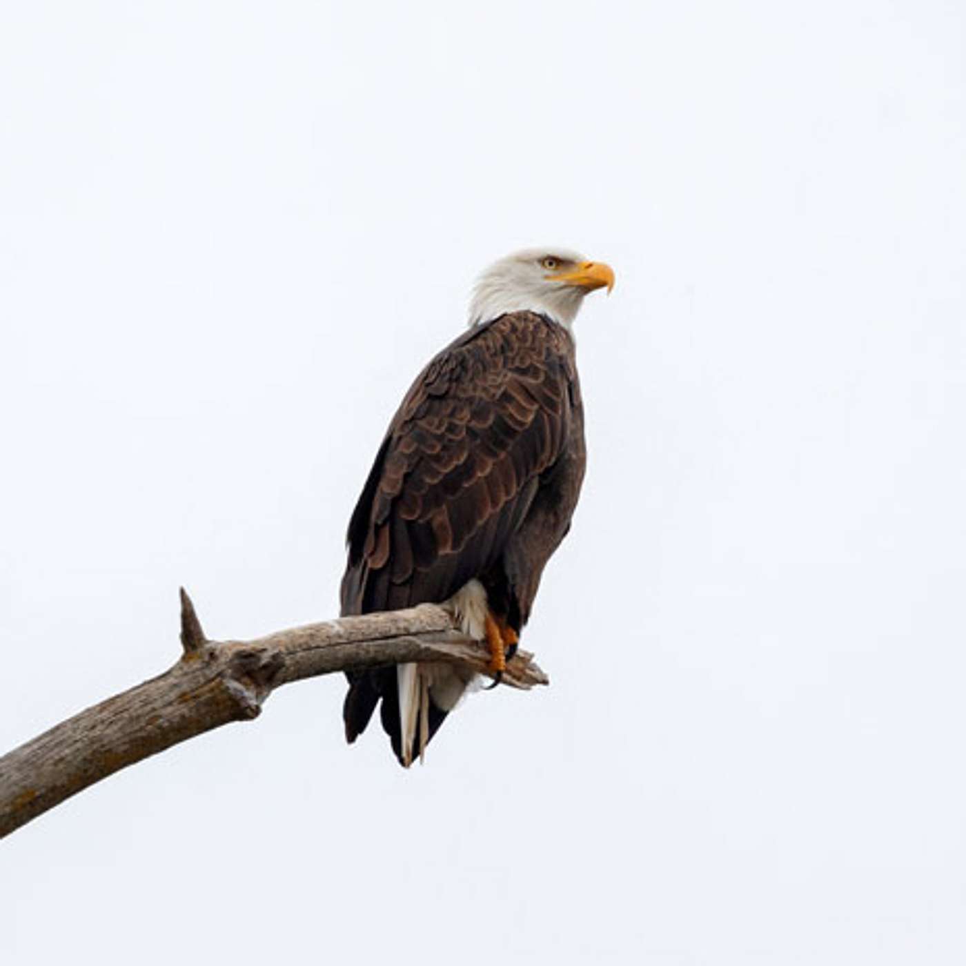 Narrated story: Deer hunters can switch to copper bullets to save eagles