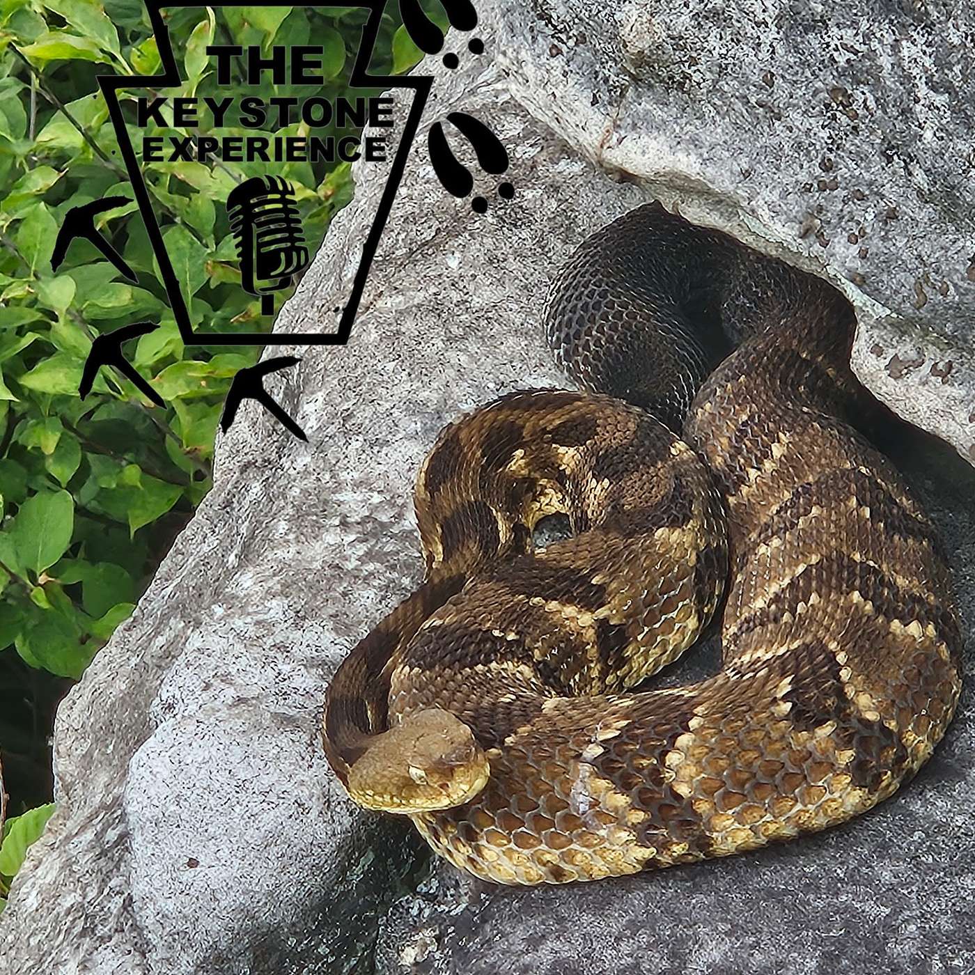 Pennsylvania Pit Vipers