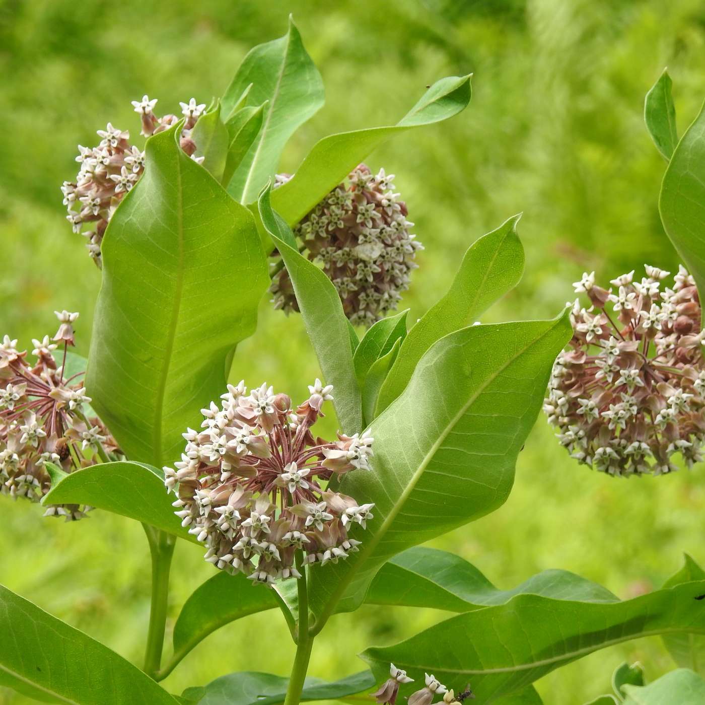 MILKWEED