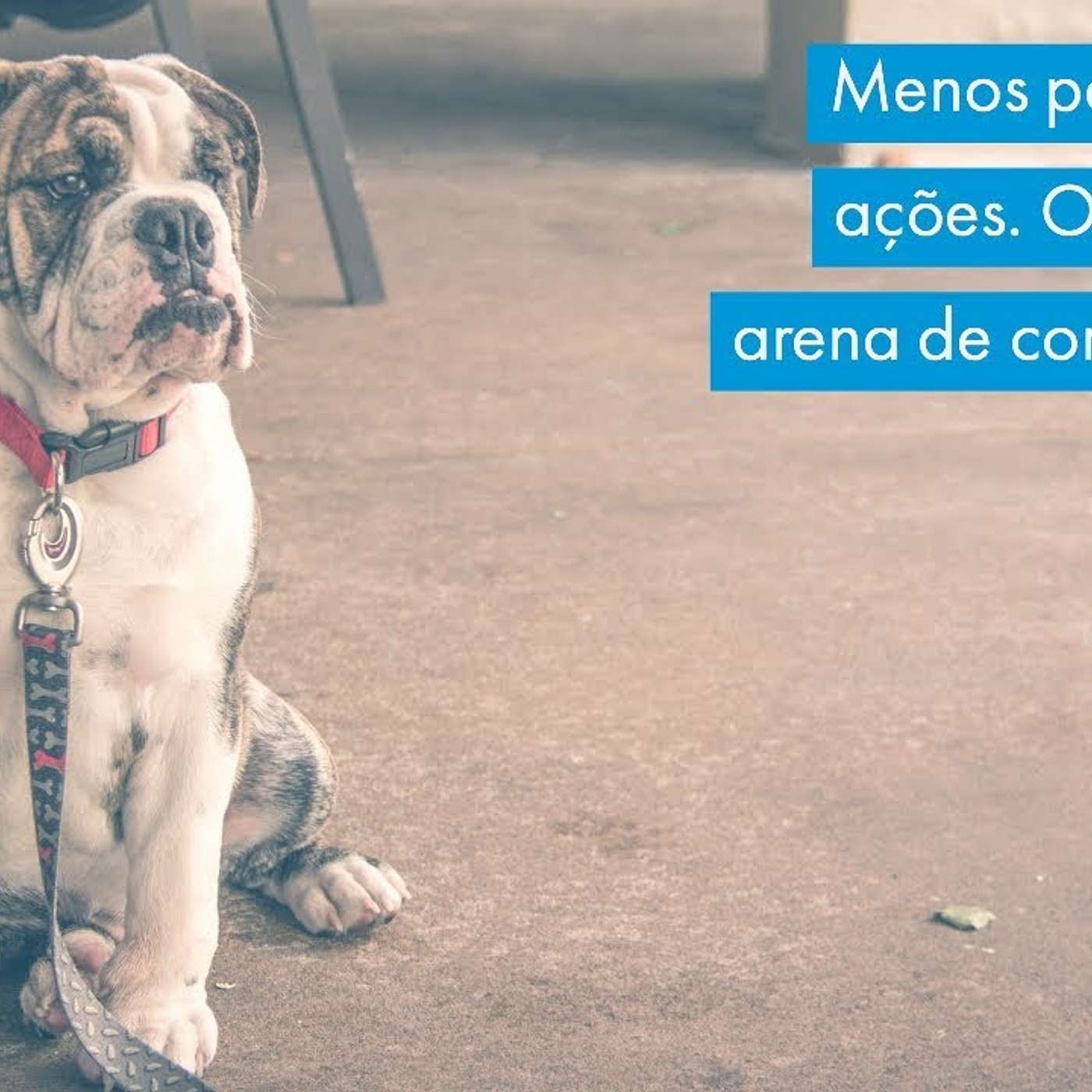 Educação Canina - Comportamento Canino & Adestramento