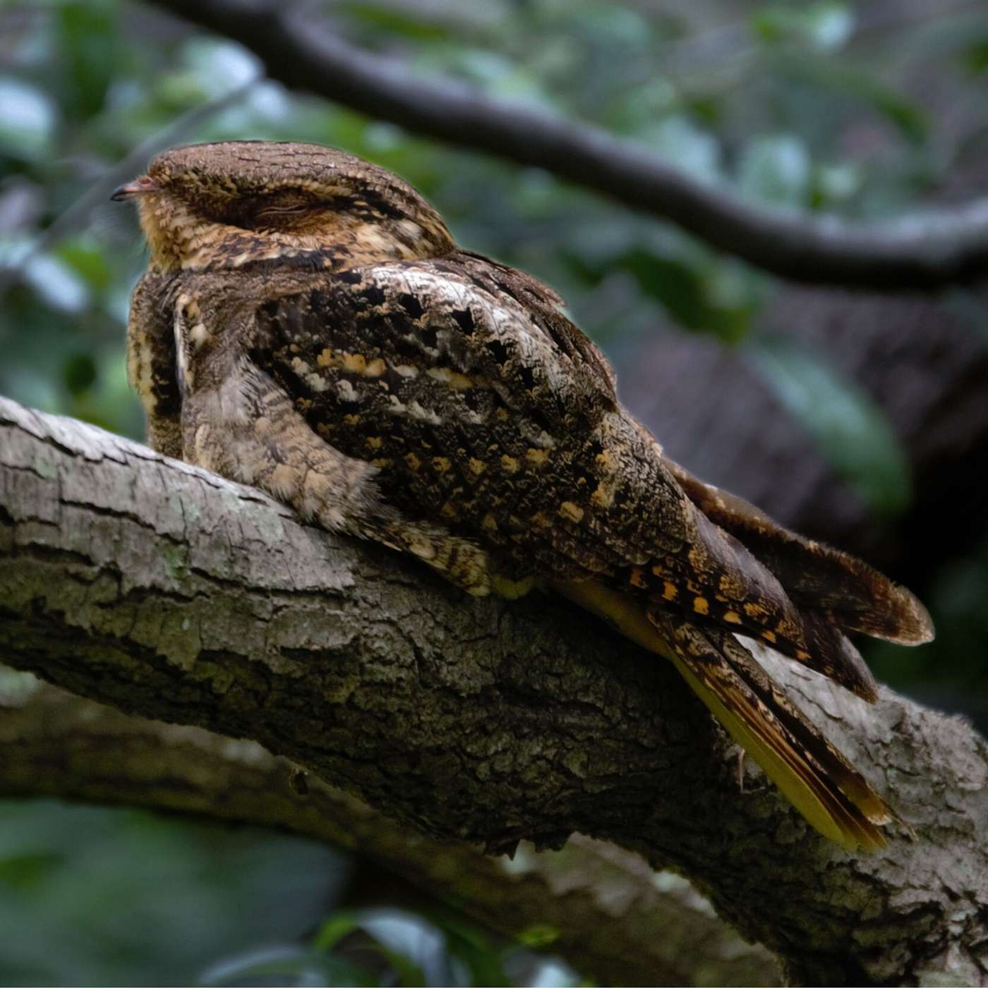 The Last Fern - Ch. 25: The Nightjar