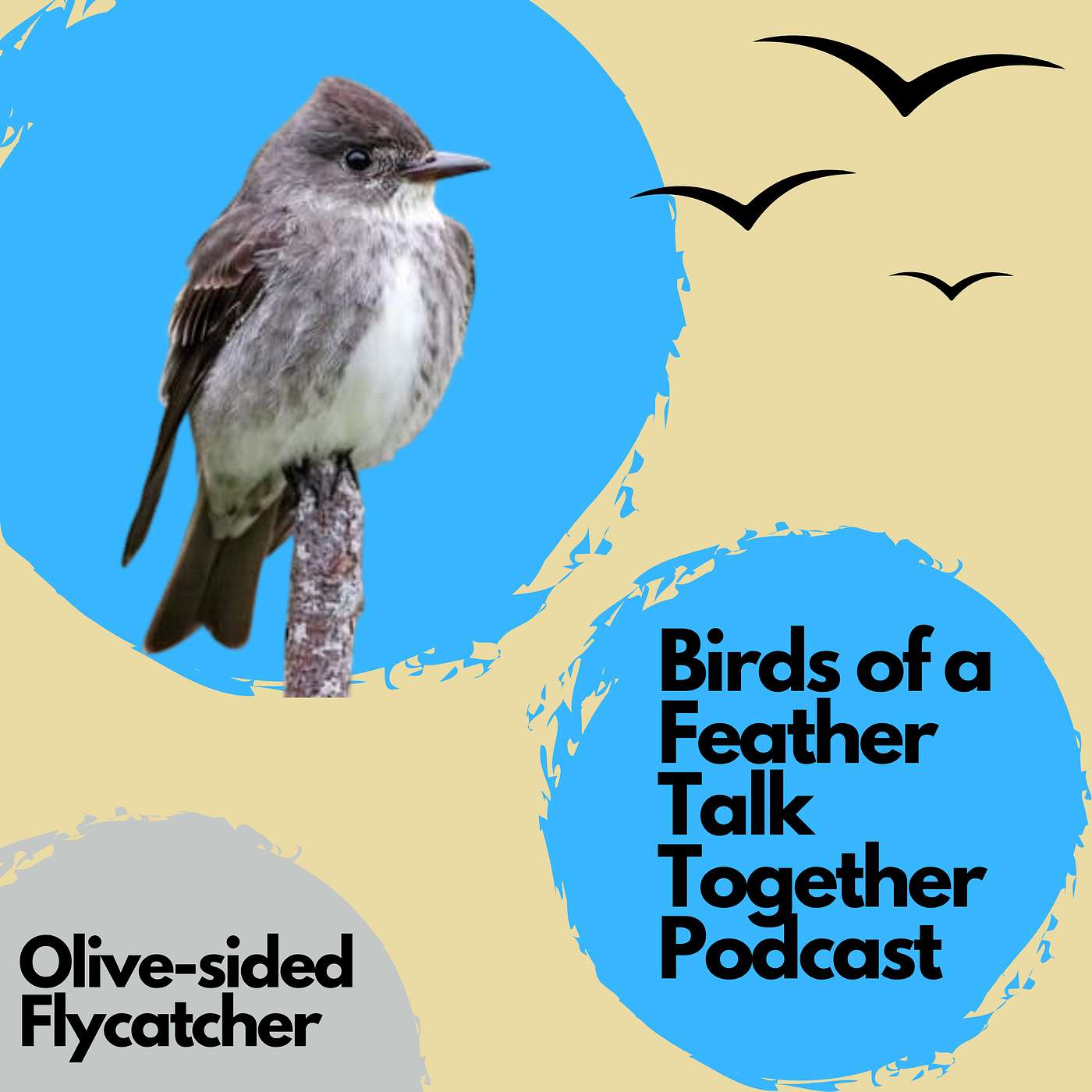 109: Olive-sided Flycatcher - John Makes His Case For His Favorite Bird!