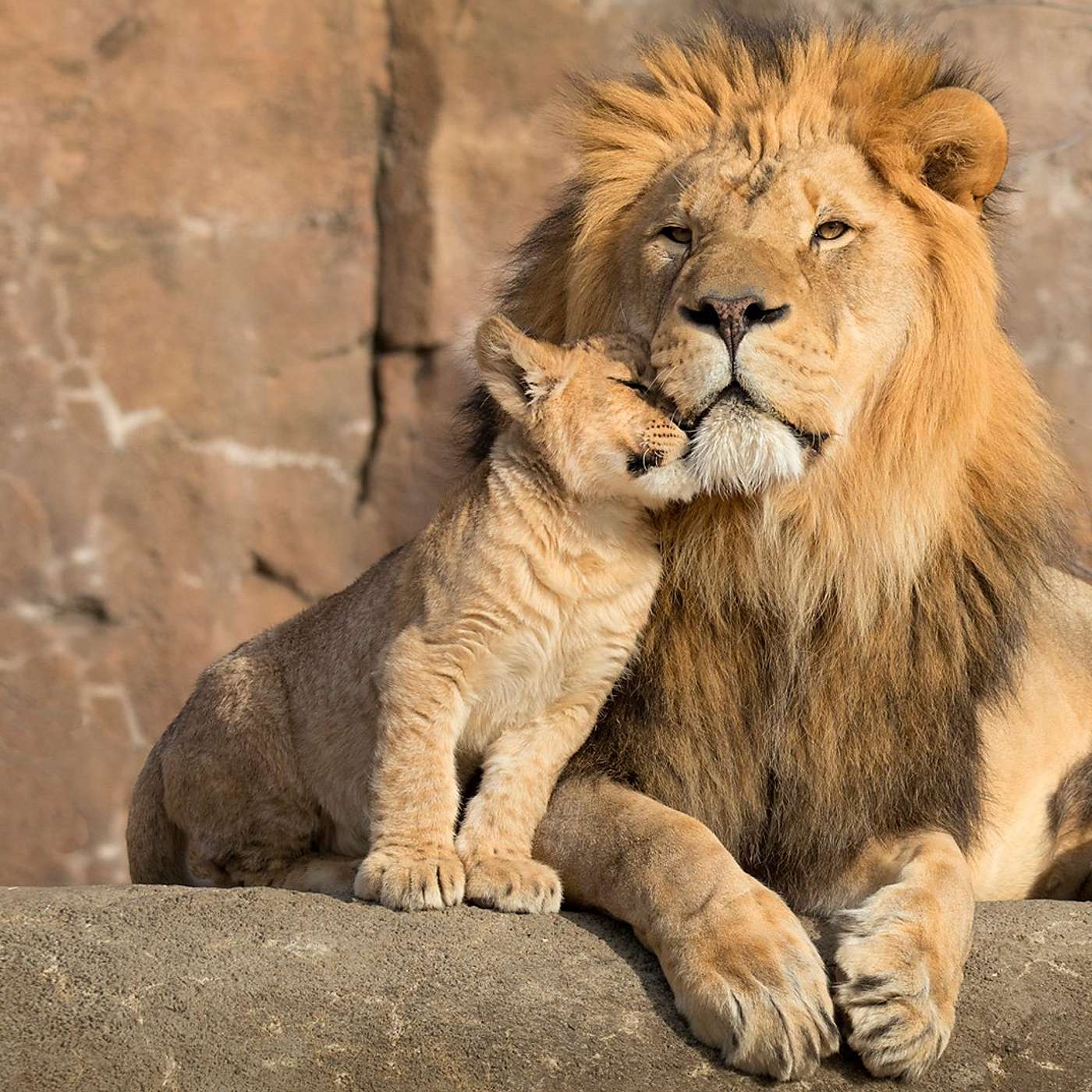 Episode 200 - What is a Lion's true strength, and yours?