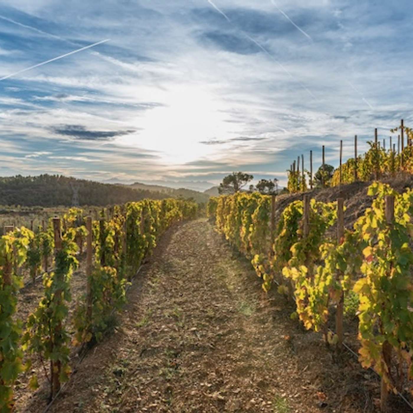 The Kosher Terroir