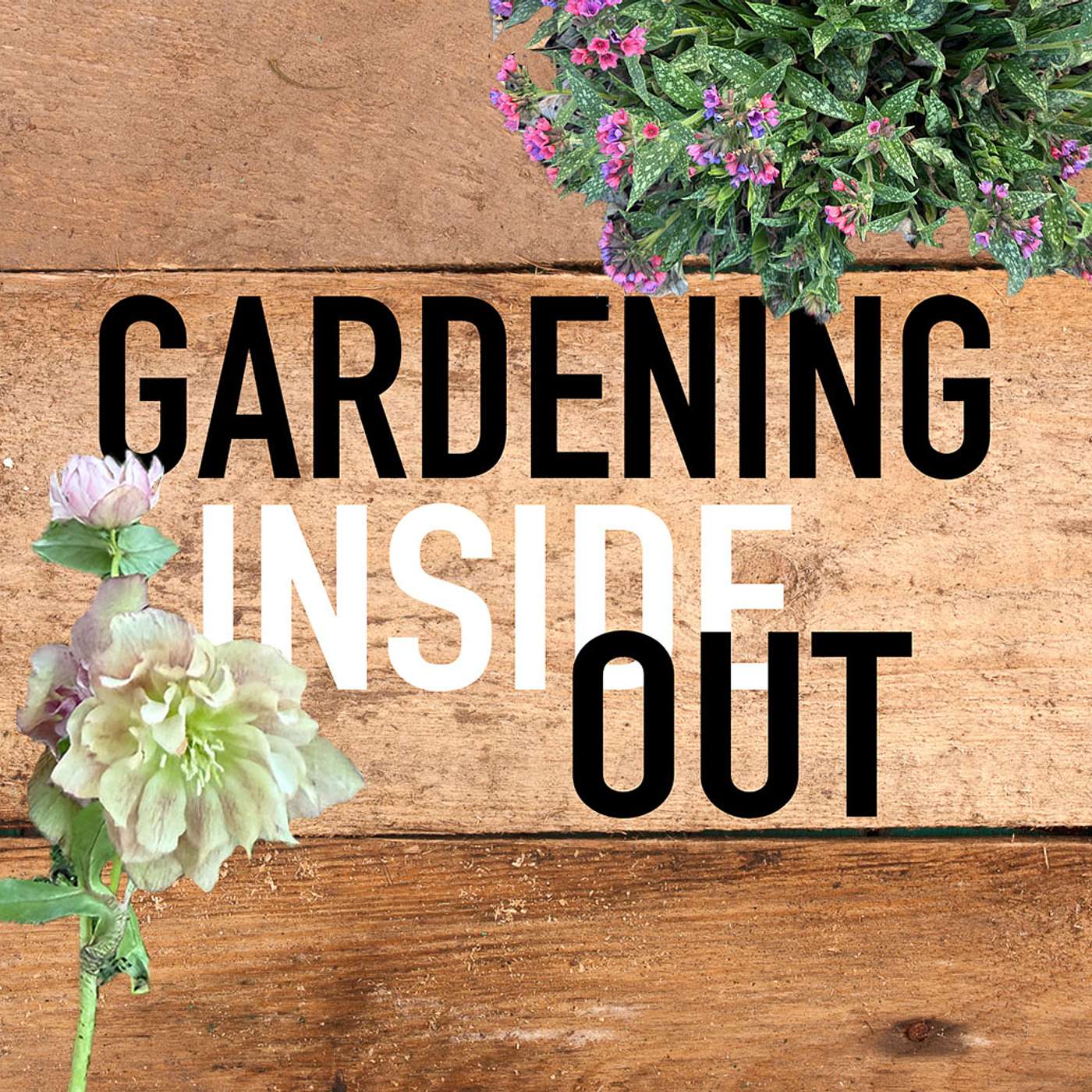 Ep. 137 | Cutting Bradford Pear, Trimming crossvine, Tree planting depth | March 14 Ep. 137 | Cutting Bradford Pear, Trimming crossvine, Tree planting depth | March 14