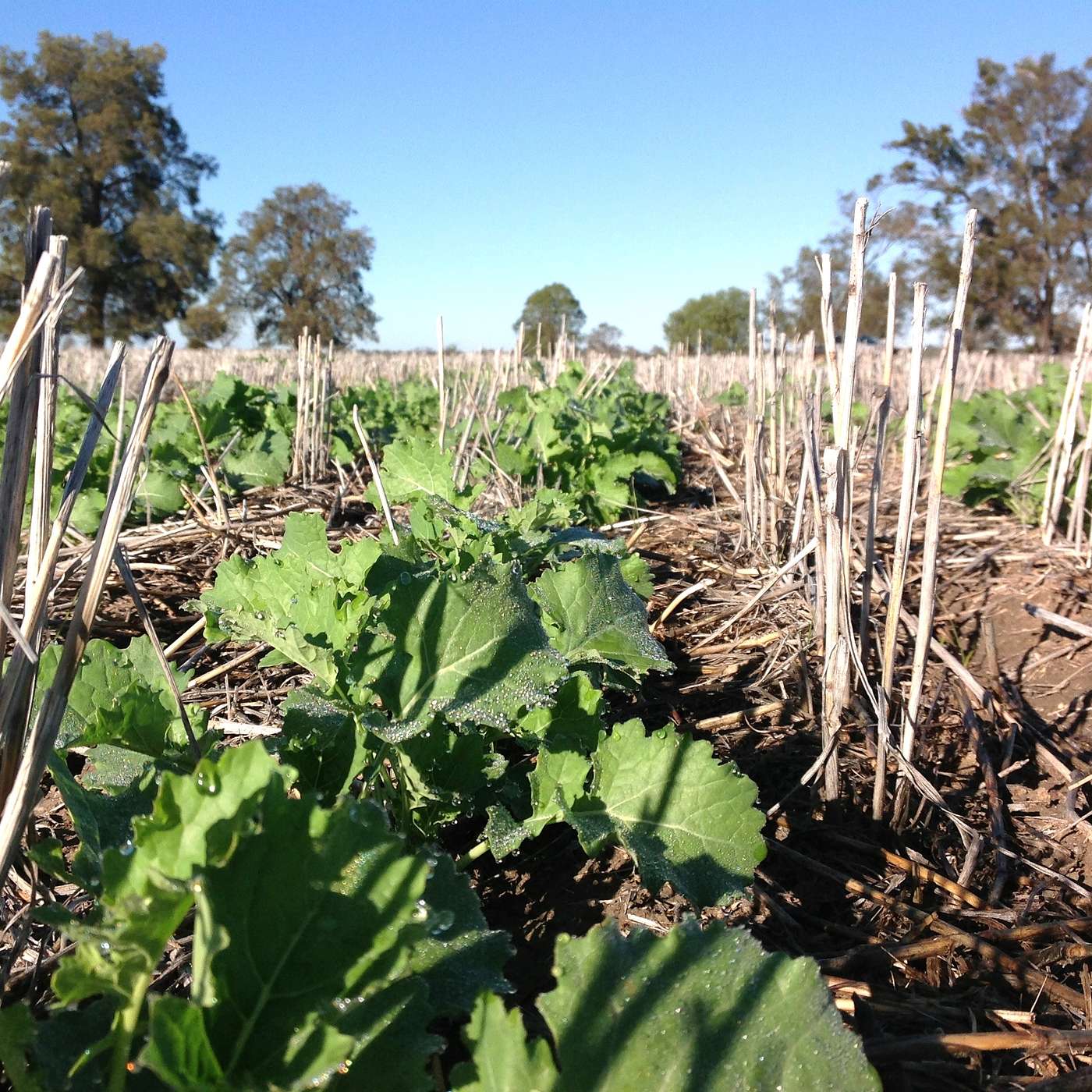Phosphorus placement in canola. episode artwork