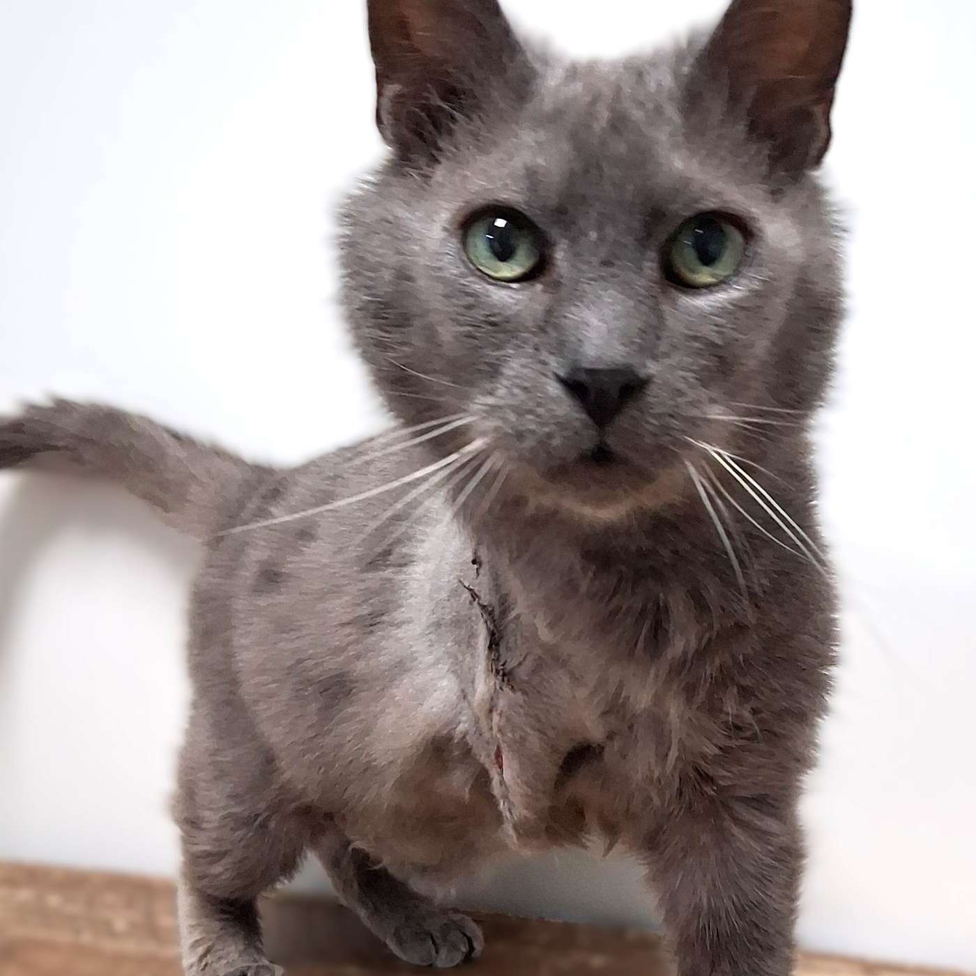 Let's meet SCAR! Our POP-PAW-RAZZI Superstar of the Week!