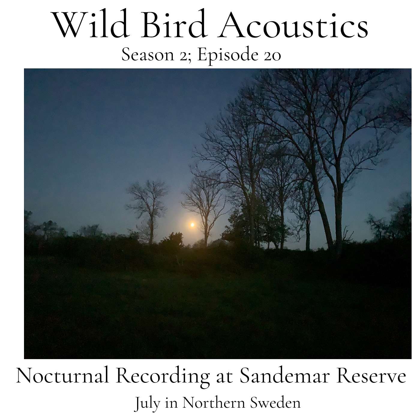 July in Northern Sweden; Nocturnal Recording at Sandemar Reserve