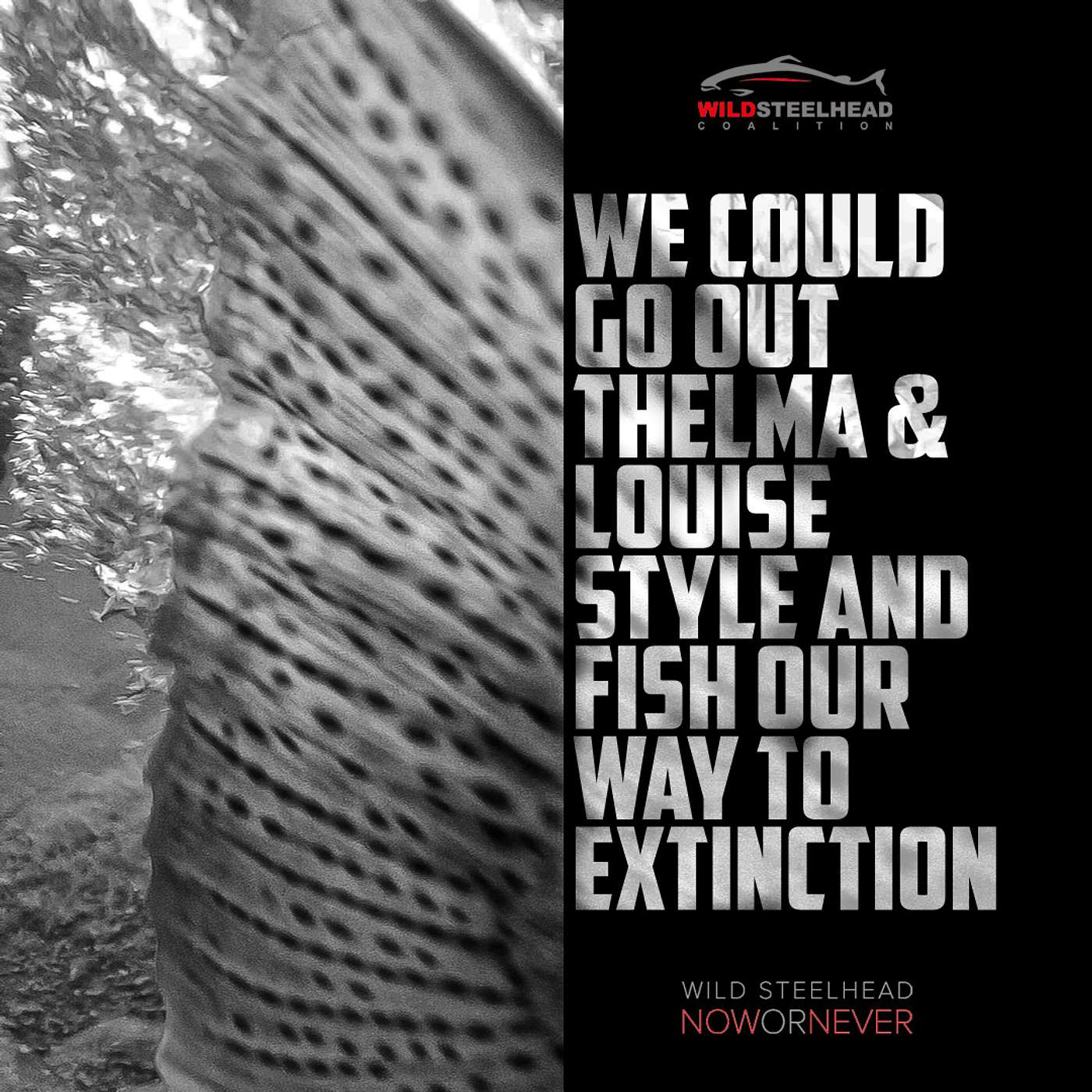 It Is Now or Never For Wild Steelhead