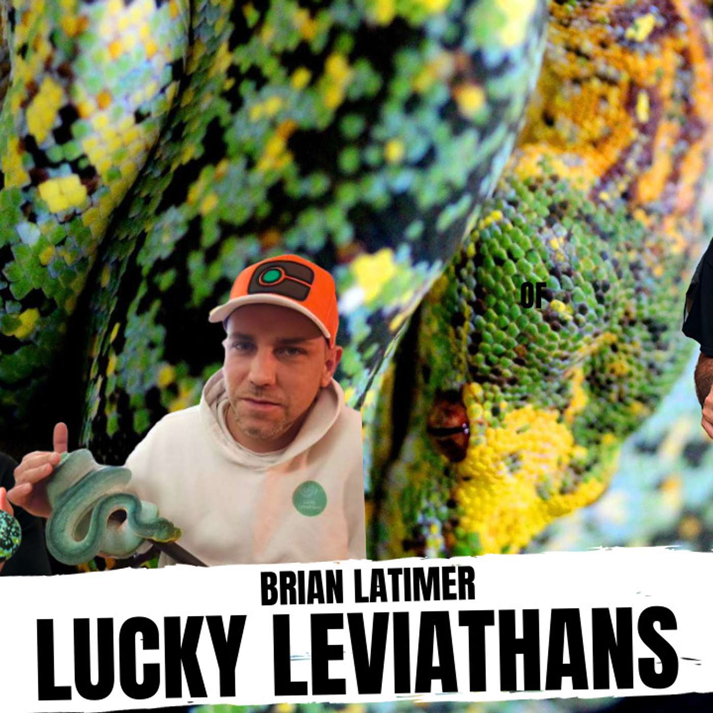Brian Latimer's biggest learning curve when breeding Green Tree Pythons | All In The Tree Tuesday