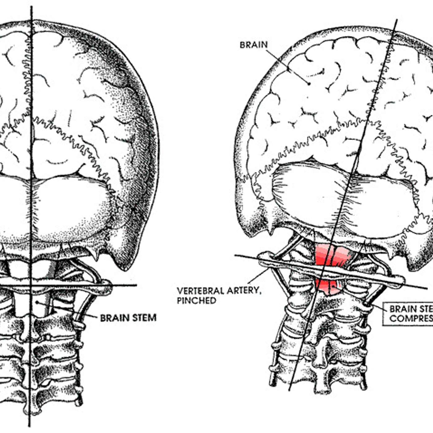 Lifeline to Vitality