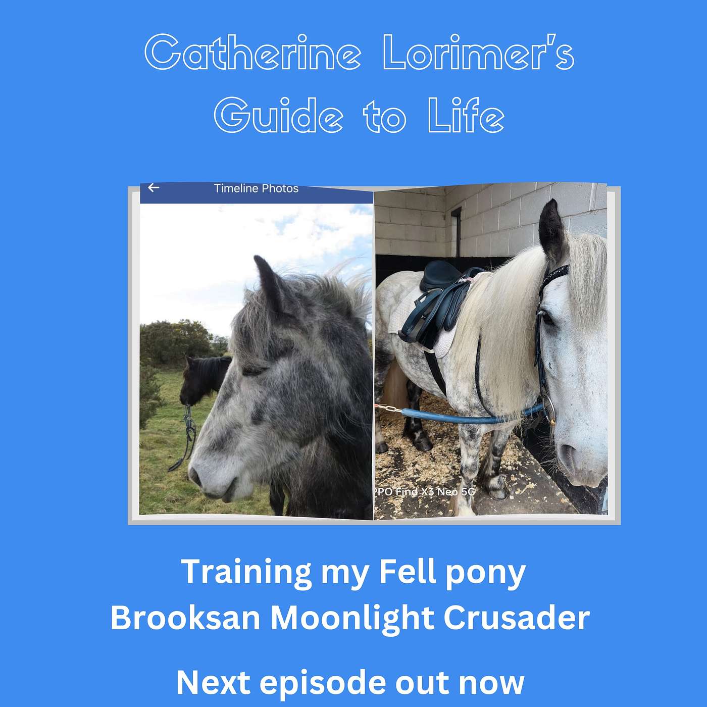 Rare Breed Fell Pony Merlin - November