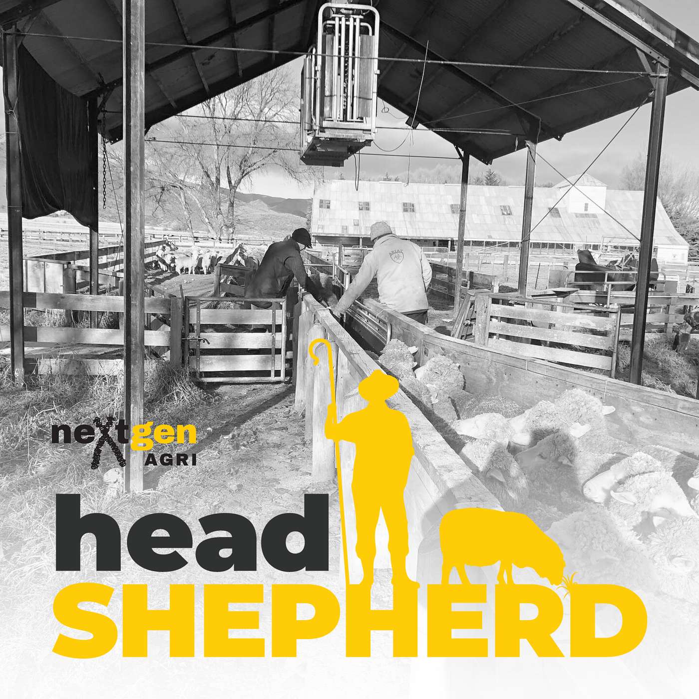 The Benefits of EID in Commercial Sheep Farming with Richard Subtil