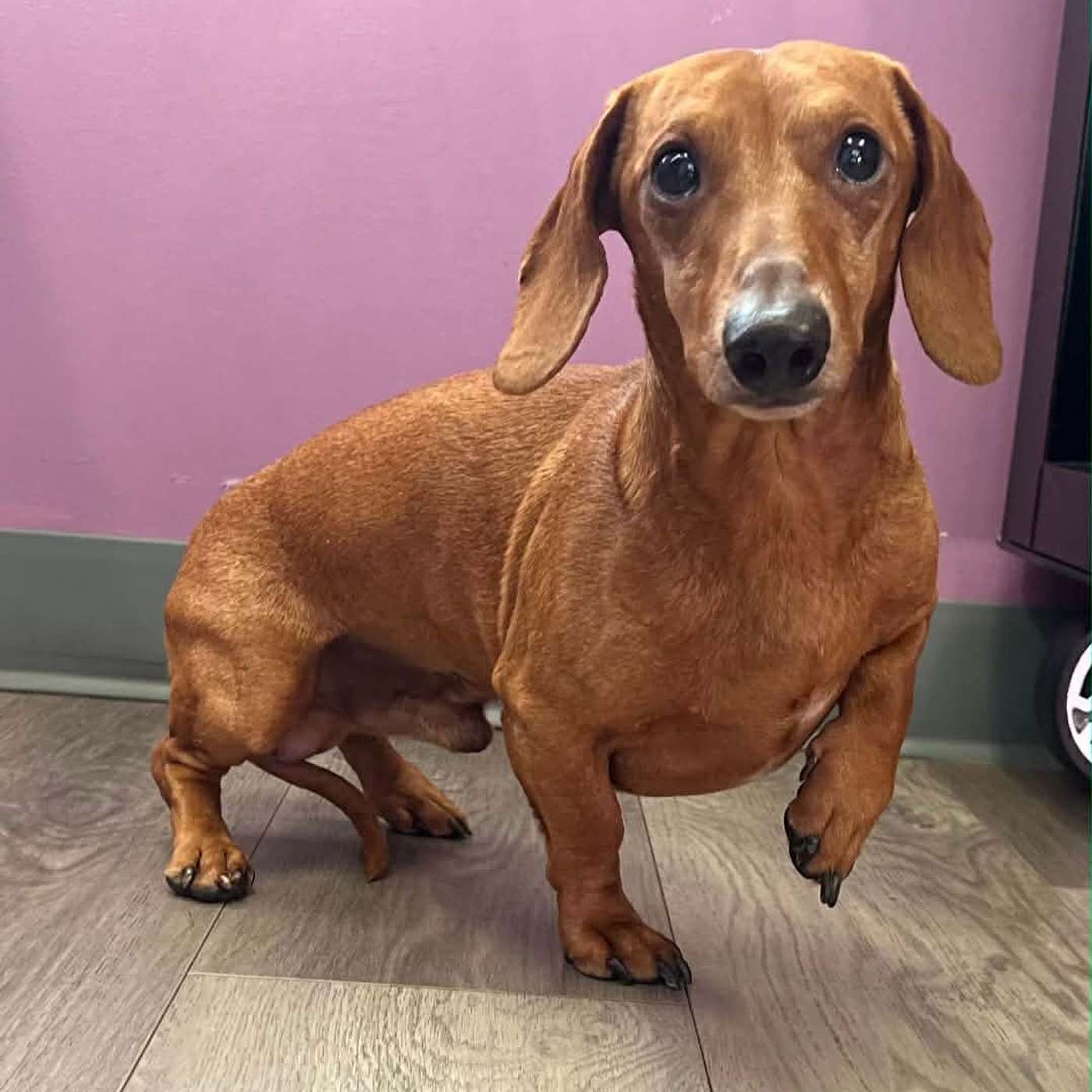 It's our POP-PAW-RAZZI! Let's meet Cooper from the SPCA Serving Allegany County!