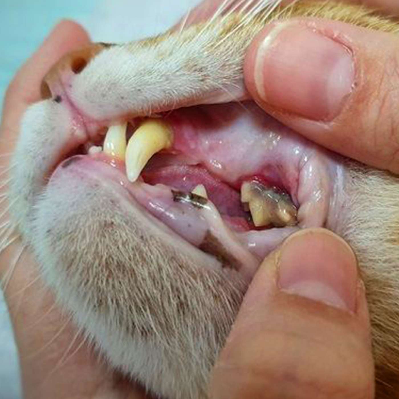 Treating Severe Dental Disease In Pets