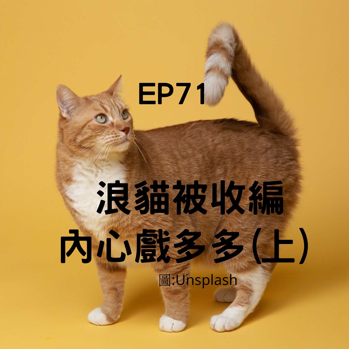 從0到1媒體人X斜槓 EP71浪浪被收編內心戲多多(上) 安妮小姐行為溝通奇幻之旅(柚子貍&安妮動物園) episode artwork