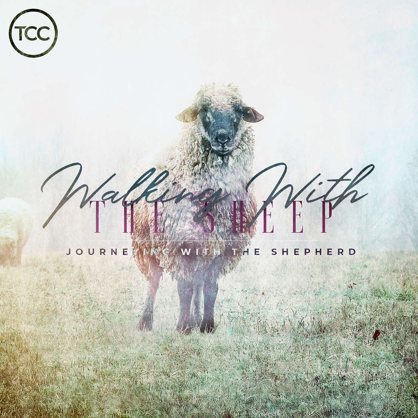 Walking With The Sheep
