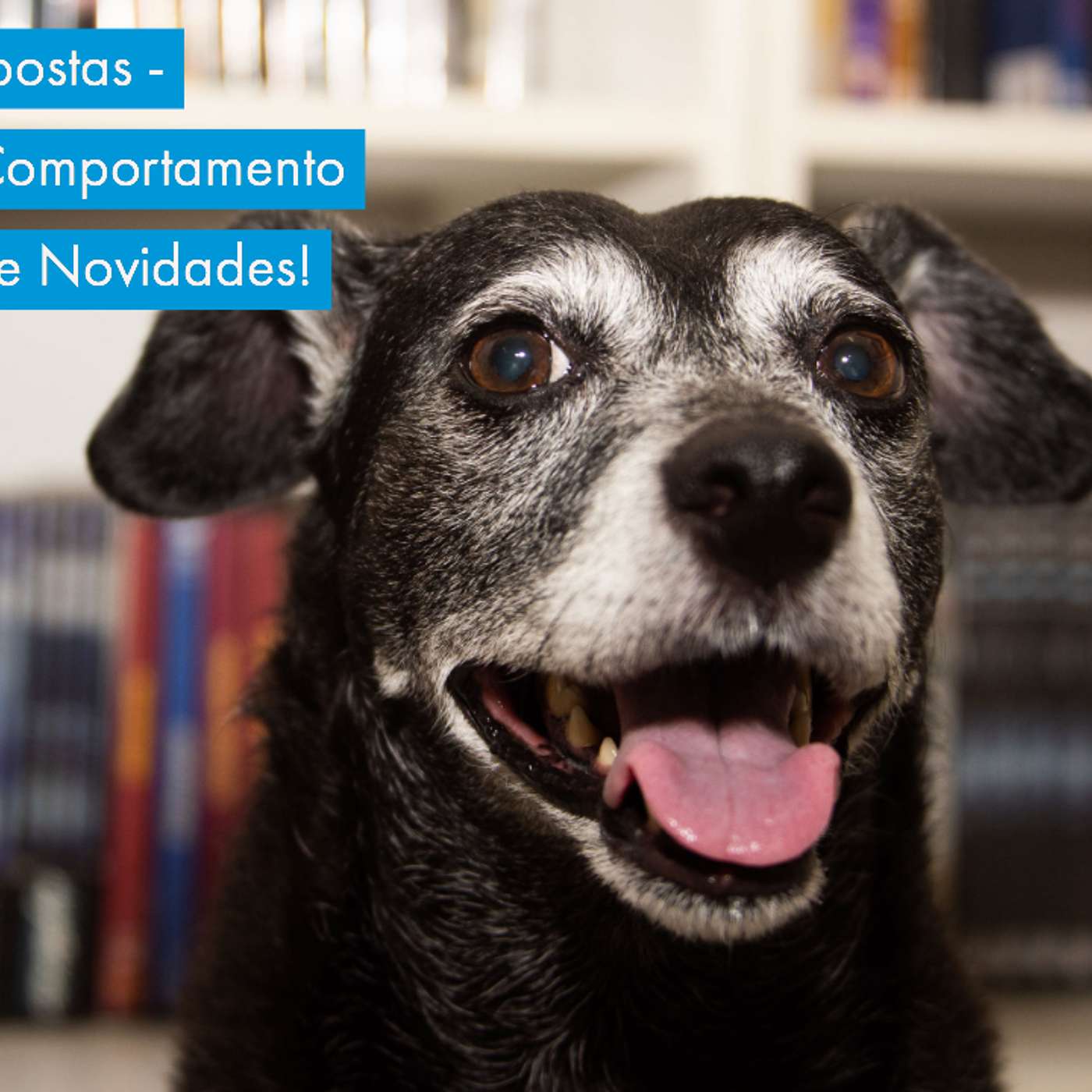 Perguntas e Respostas - Episódio 121 - Comportamento Canino, Cursos e Novidades! episode artwork