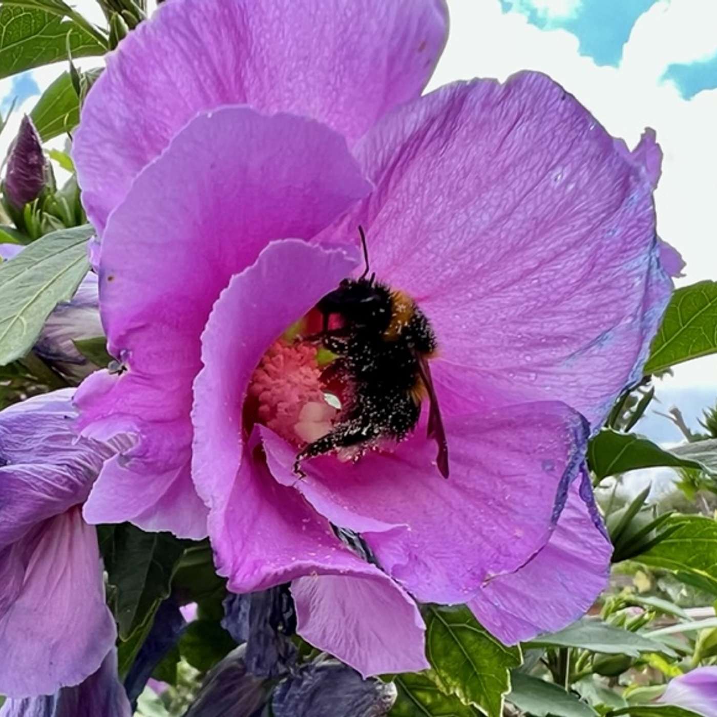 Loving Your Garden - Better Gardening Podcast