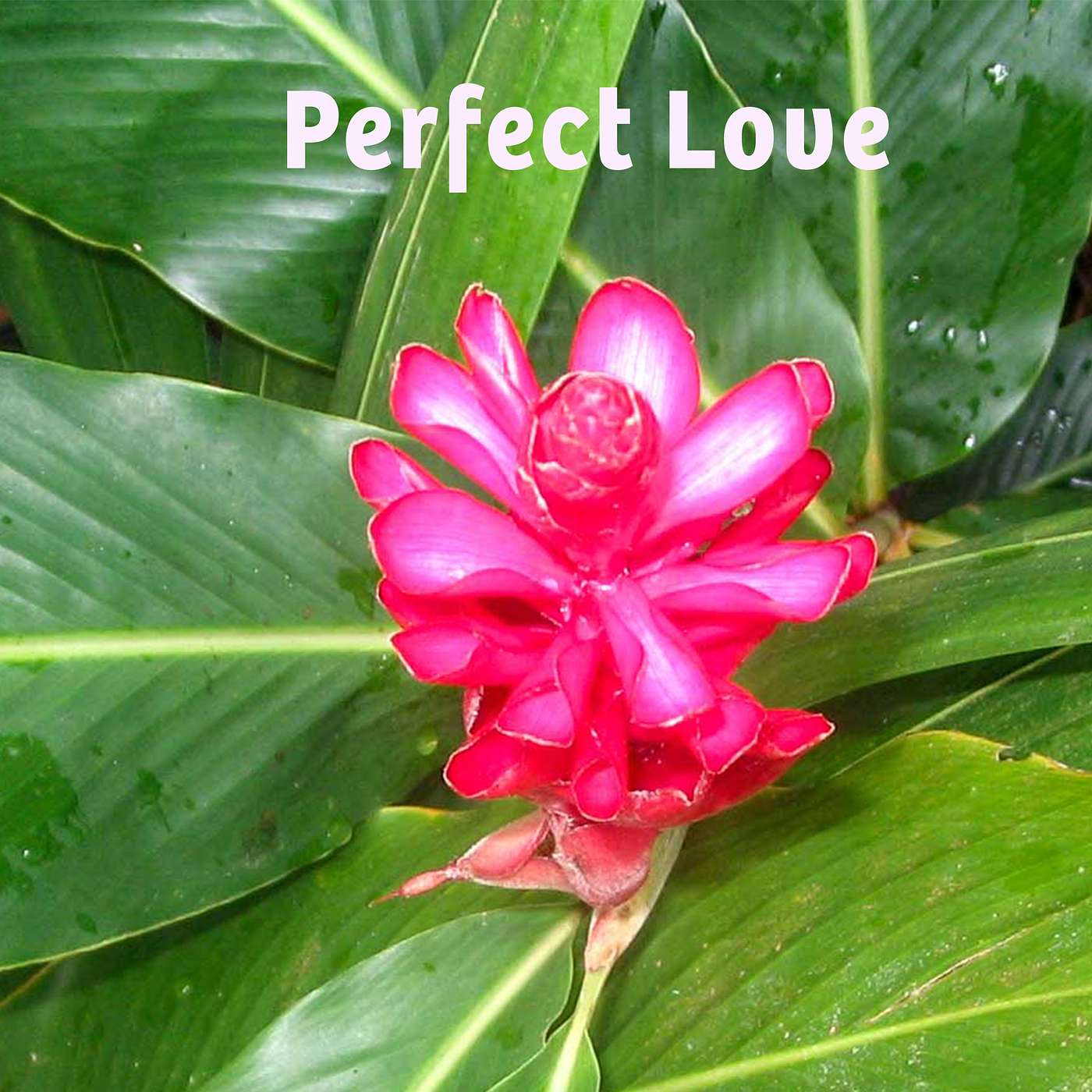 Perfect Love Casts Out Fear: Trials, Trust, and the Love That Holds You episode artwork