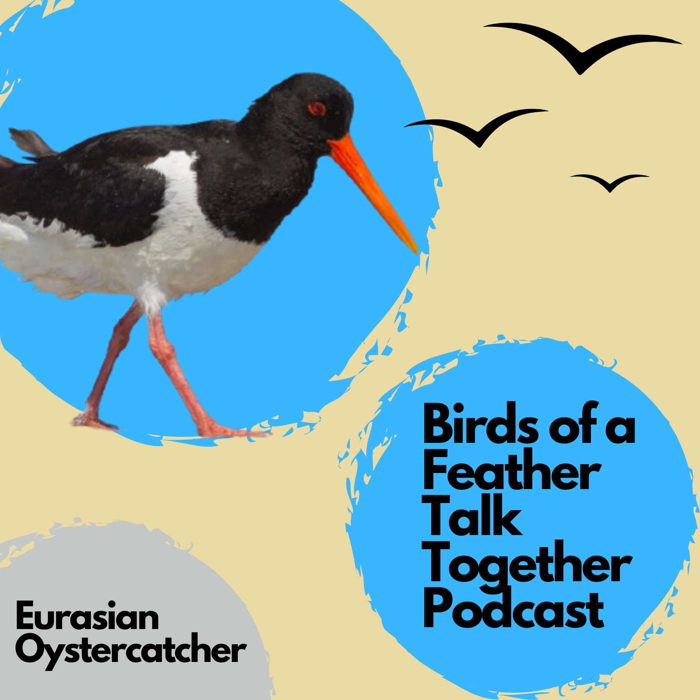 164: Eurasian Oystercatcher: Europe’s Striking Shorebird | Bird Behavior, Biology & Birding