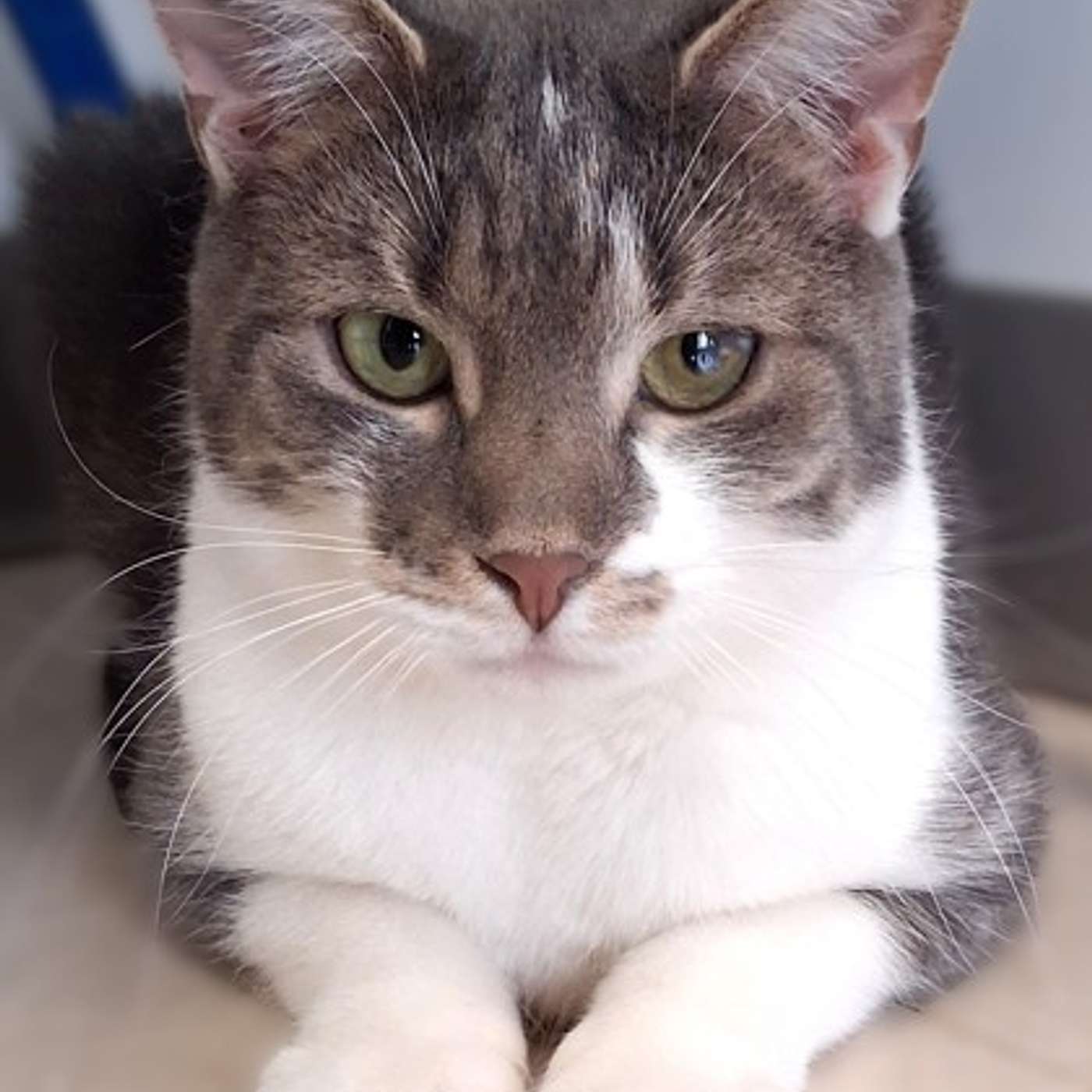 Let's meet the ANIMAL HOUSE crew! Our POP-PAW-RAZZI!