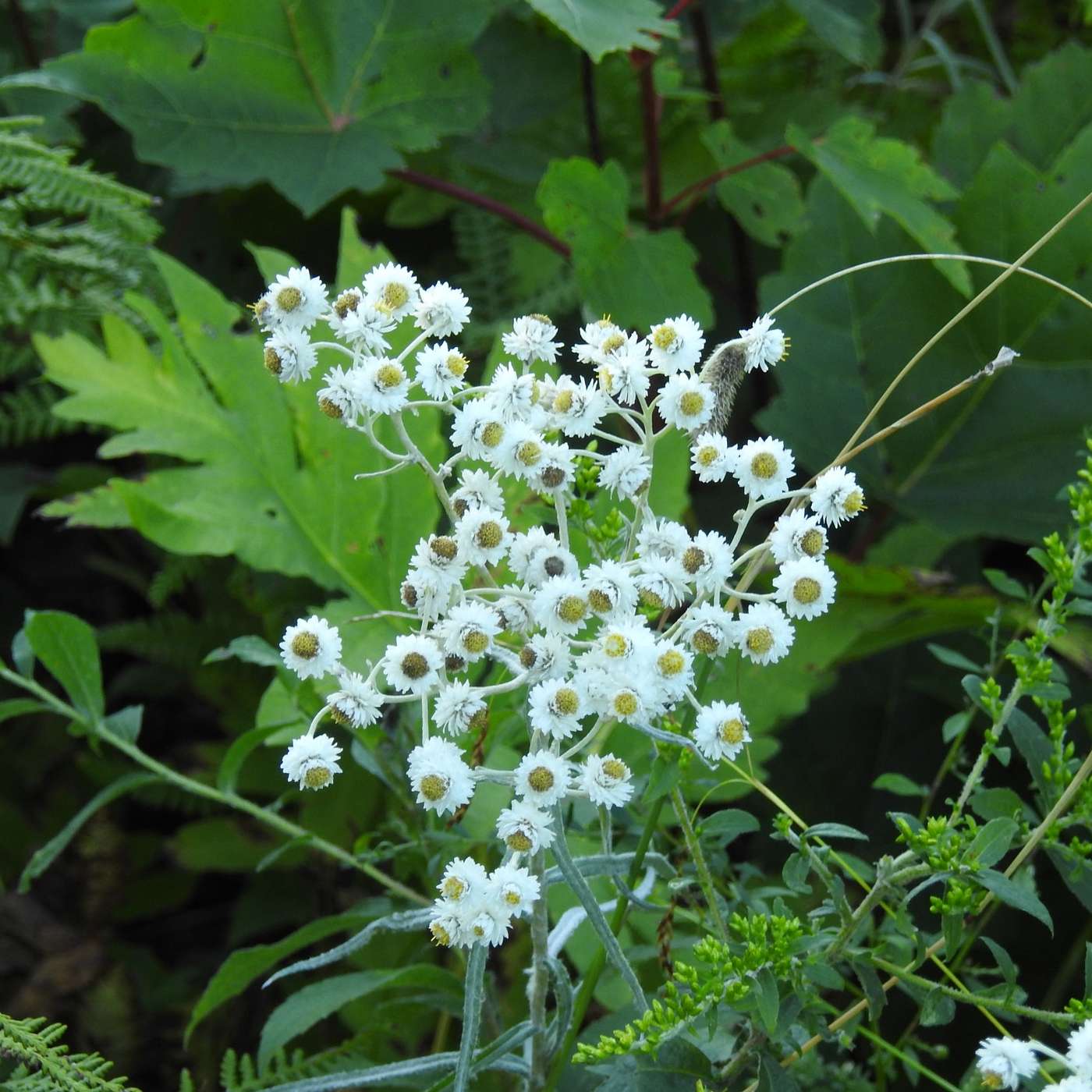 PEARLY EVERLASTING