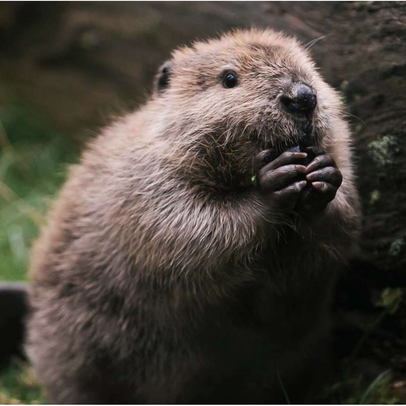 Tuesday, September 10, 2024 - HEMINGWAYESQUE, fun to say, a challenge to spell, and impossible to work into casual conversation 😀